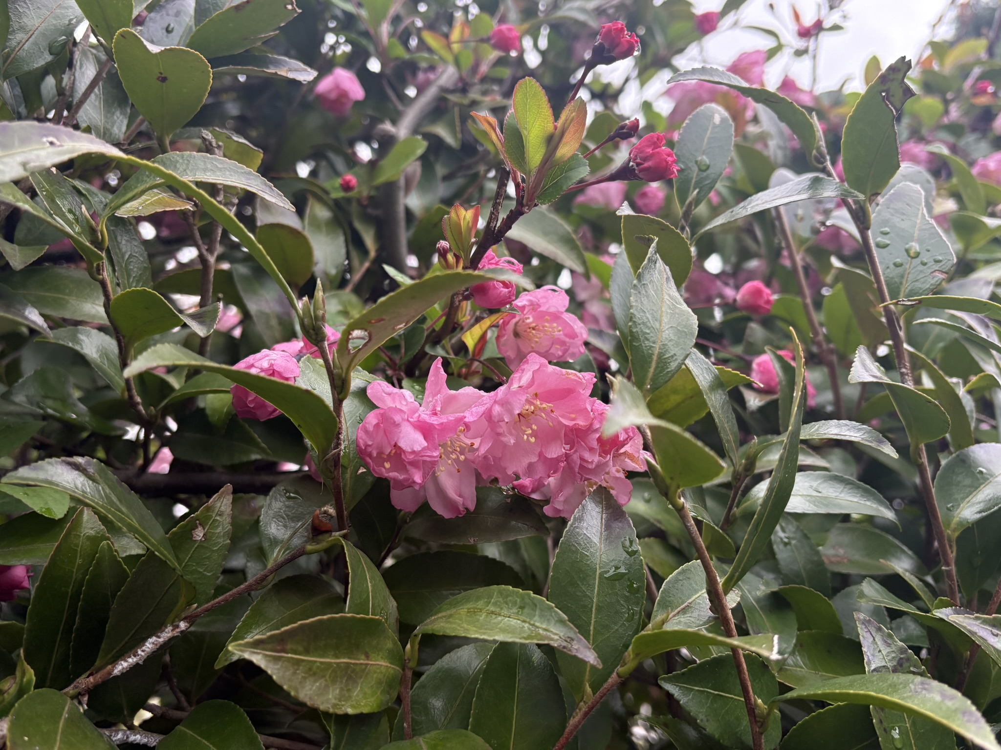 サザンカ？ハナカイドウでした 2026-04-01