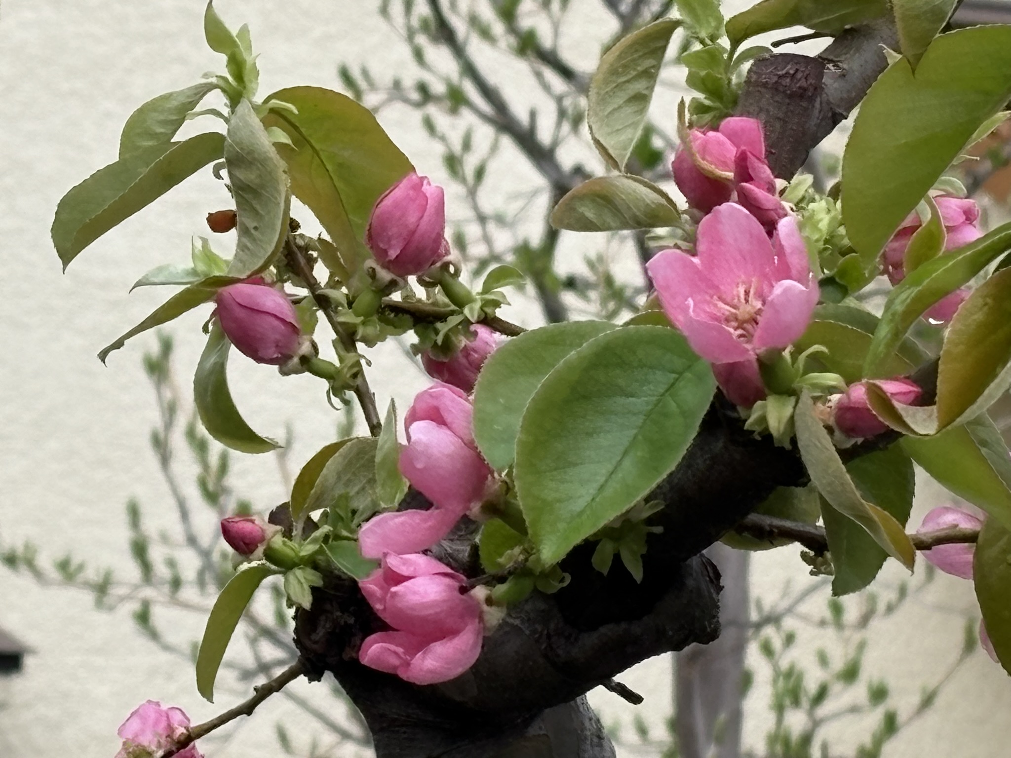 可憐だからカリン？2026-04-01