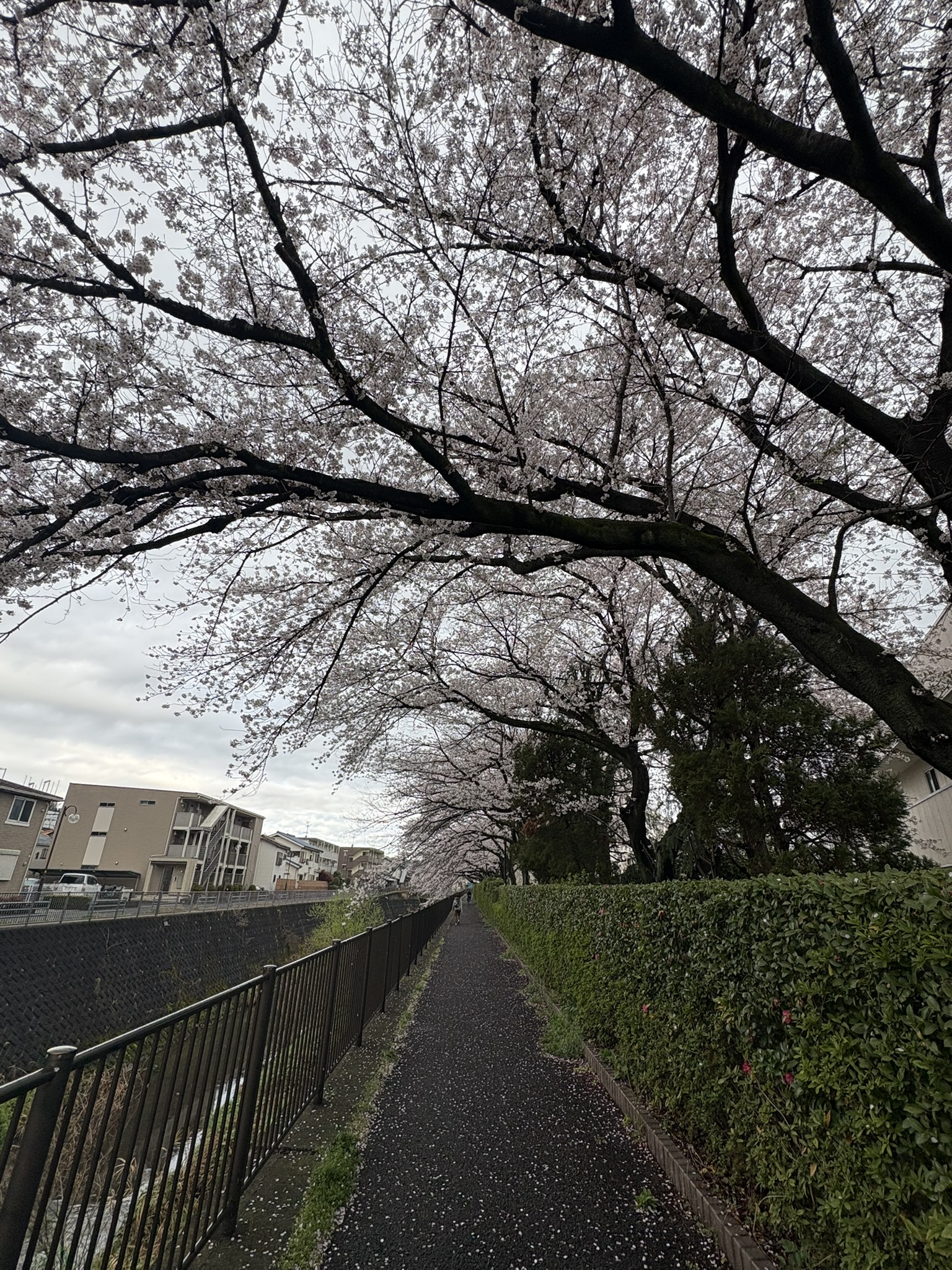 天井が高い富士通のソメイヨシノのトンネル 2026-04-01