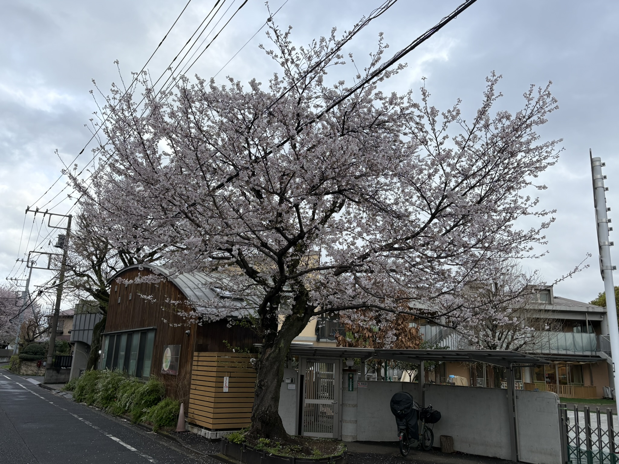 松葉保育園 入口のソメイヨシノ 2026-04-01