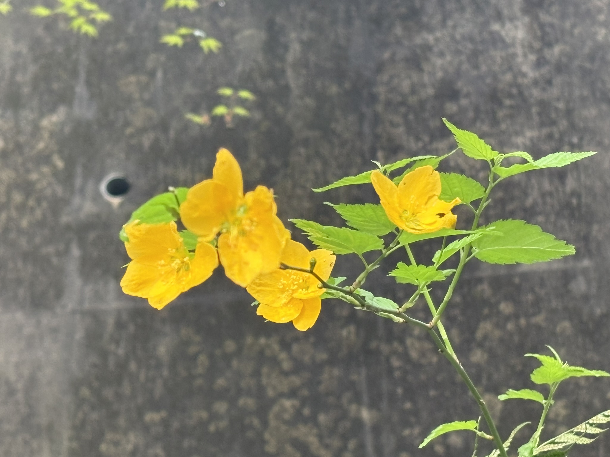 色の名前になった花ヤマブキ 2026-04-01