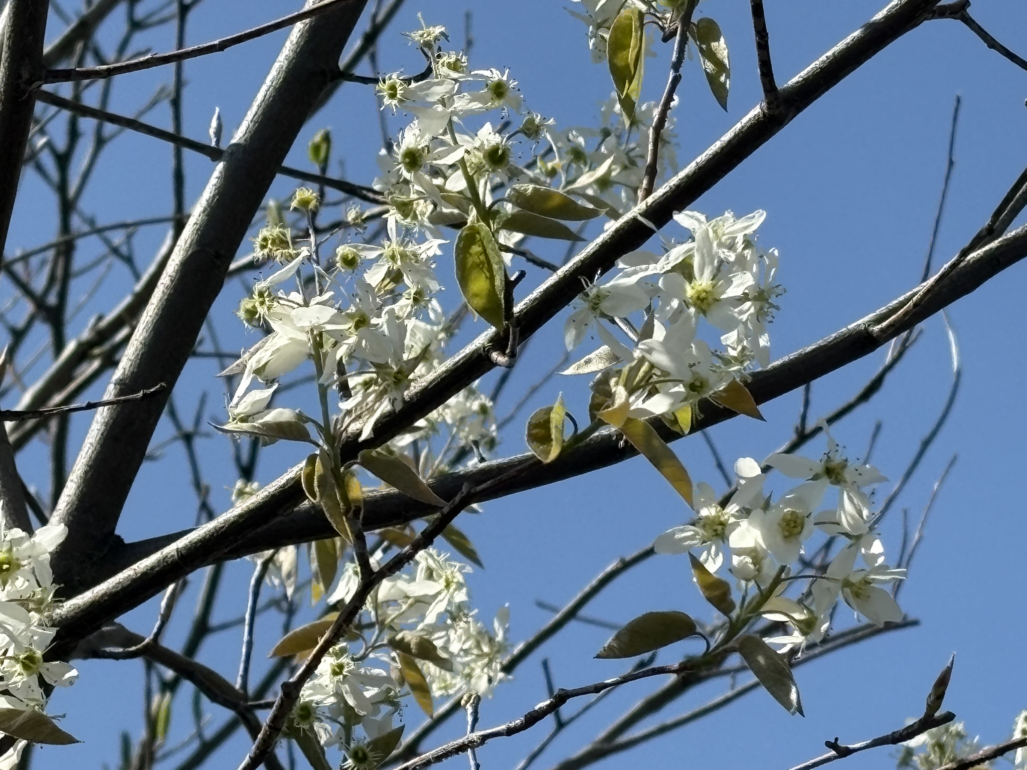 6月に実をつけるのでジューンベリー 2026-04-03