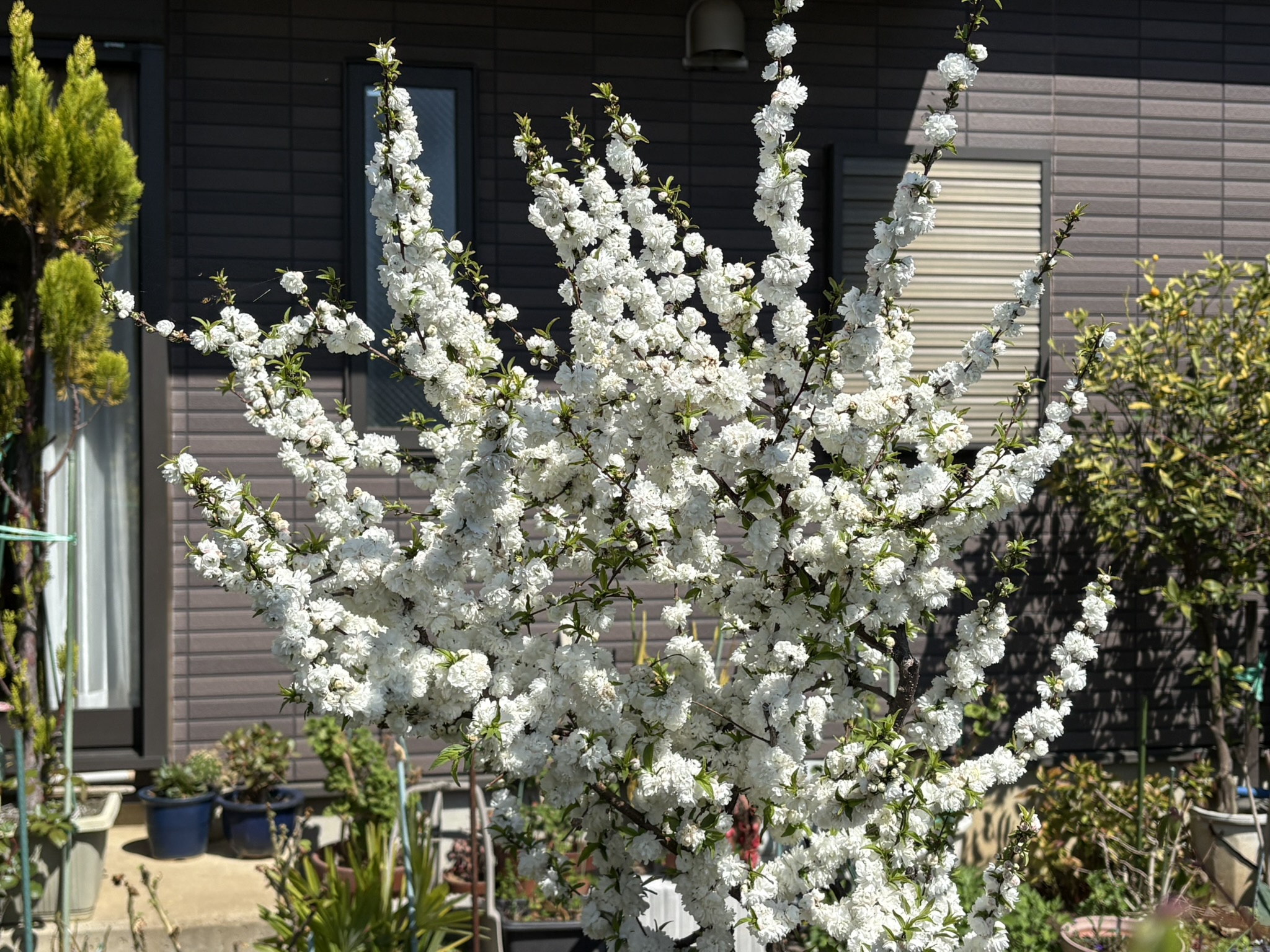 庭で育てやすいのでニワザクラ 2026-04-03