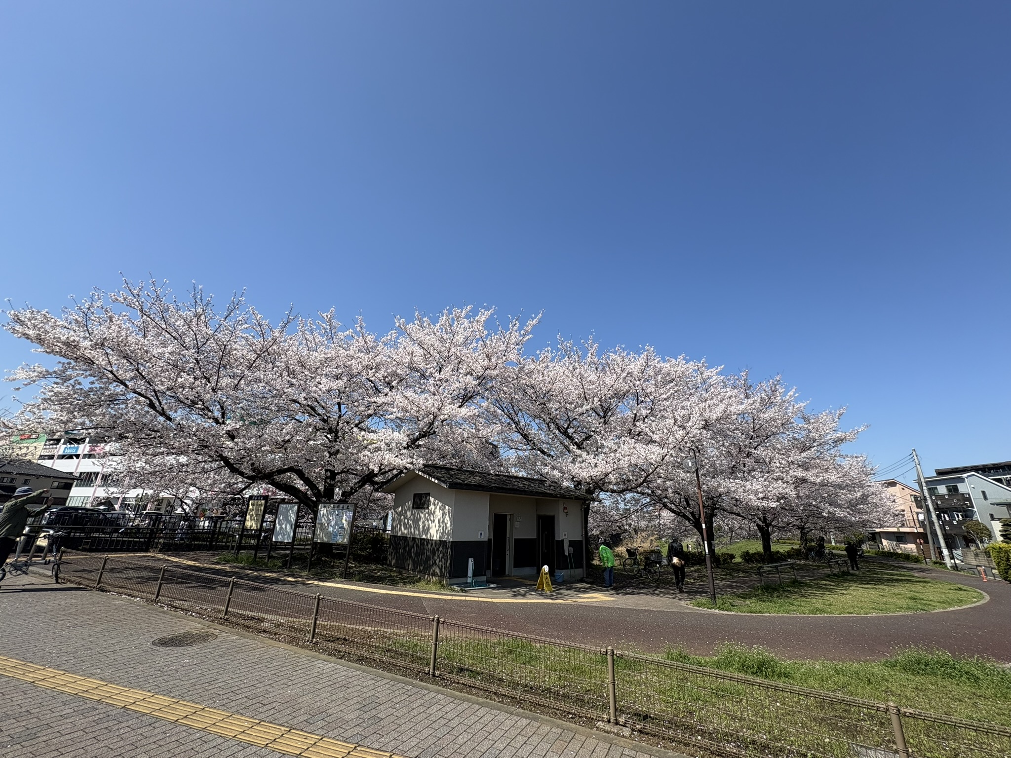 枝と花筏、上下で楽しめるソメイヨシノ 2026-04-03