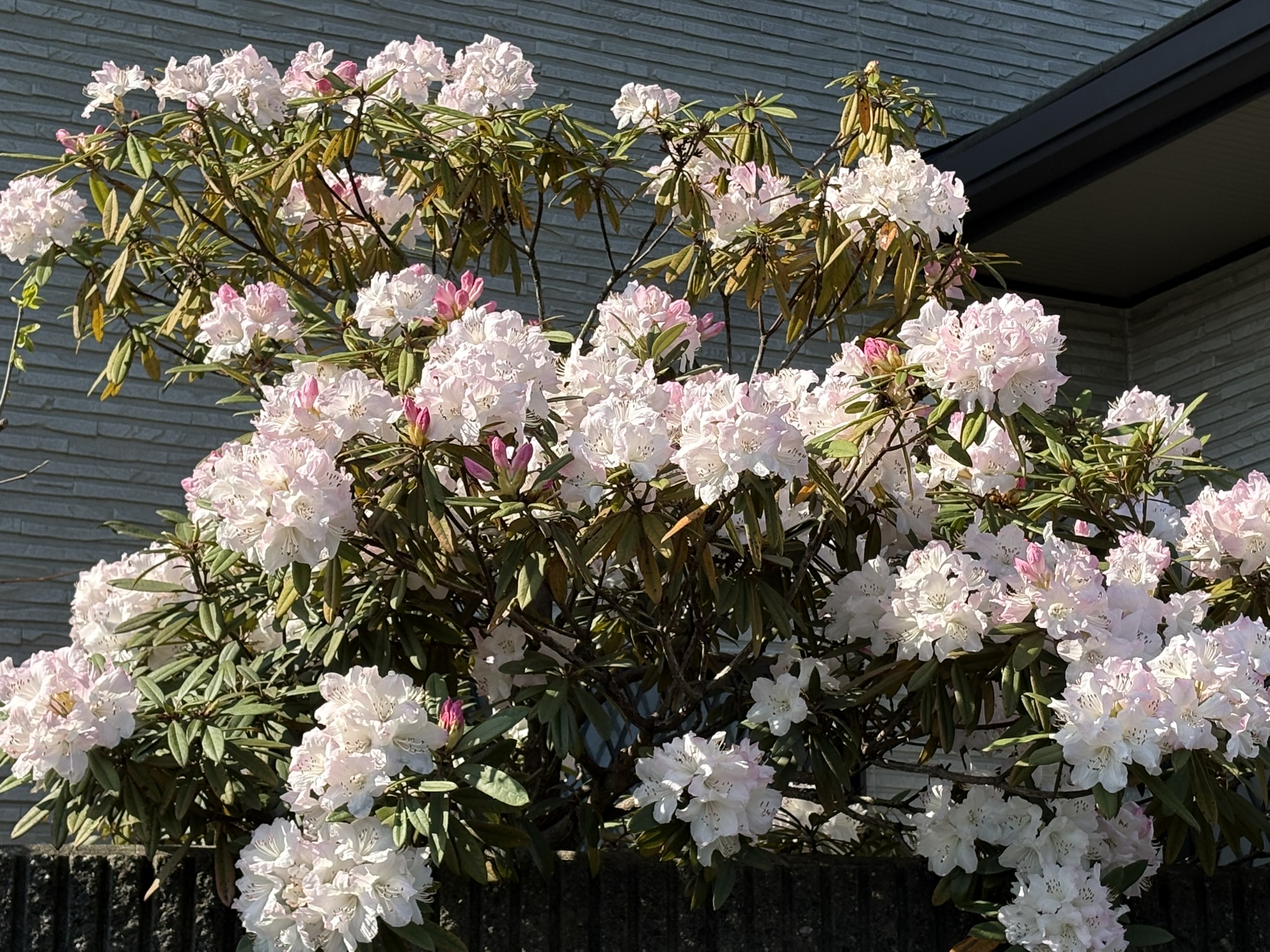 ほんのりピンクのシャクナゲ