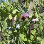 04-03tutannkamenendo