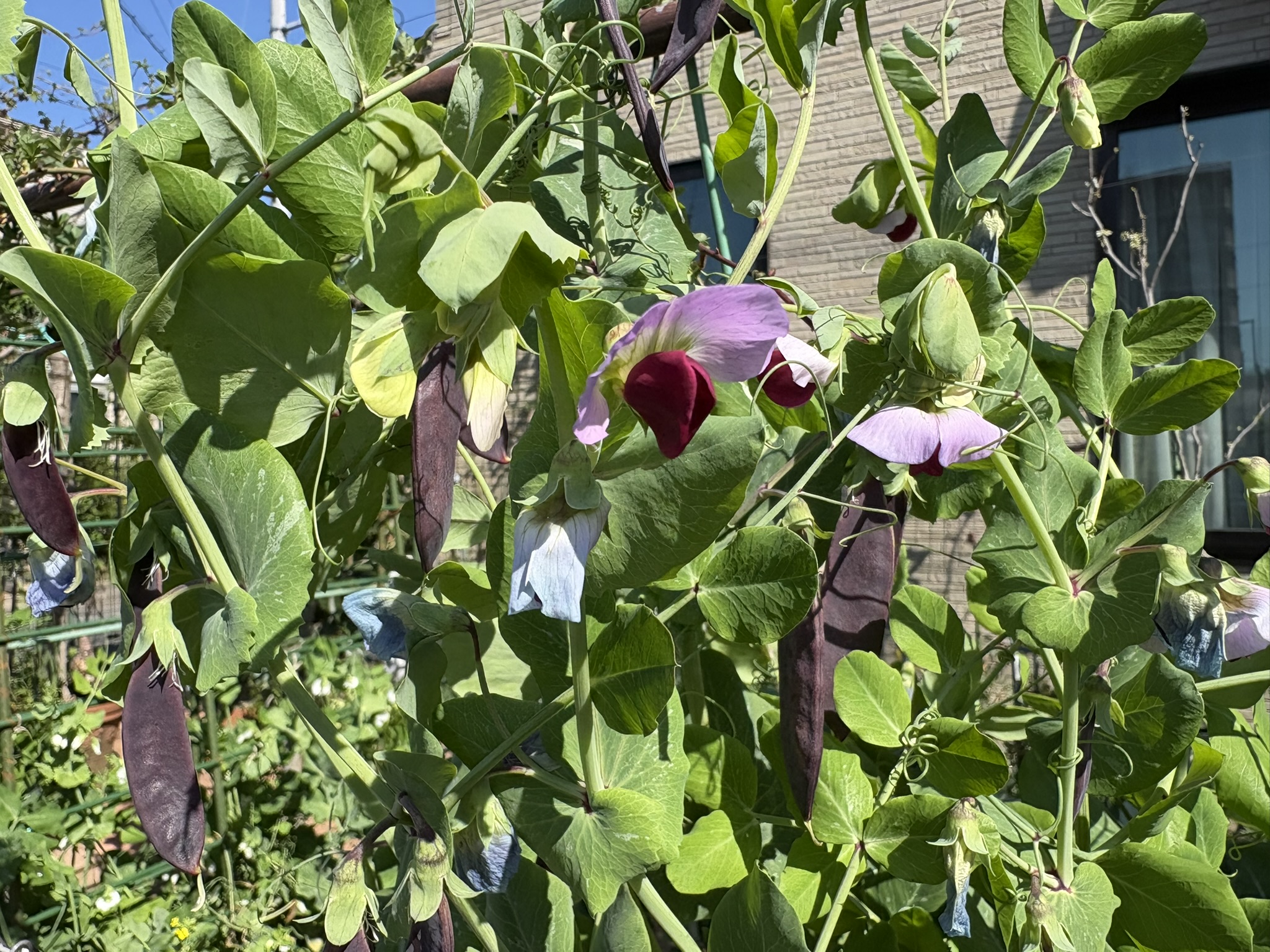 04-03tutannkamenendo