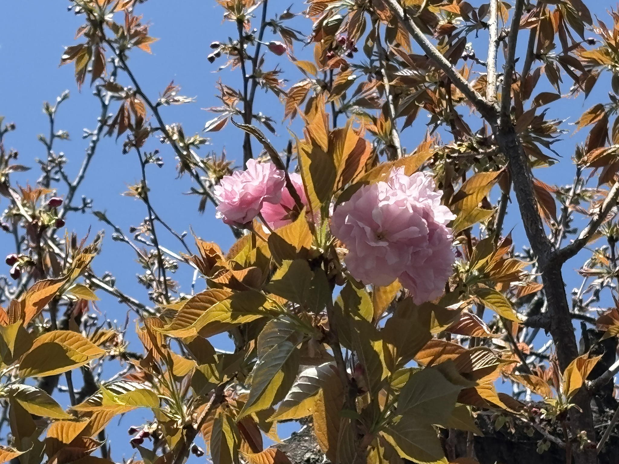 ソメイヨシノの後はヤエザクラ 2026-04-03