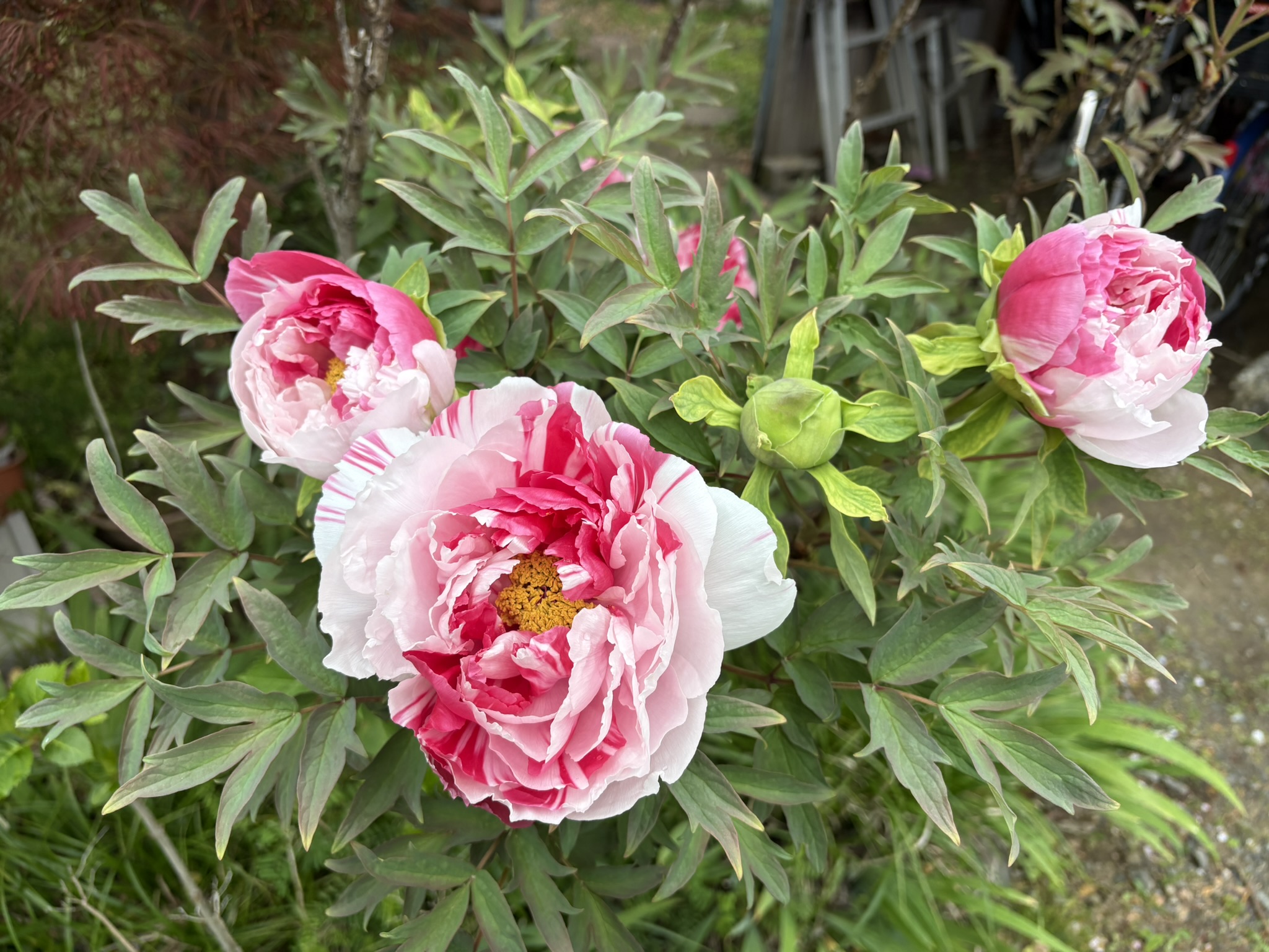 早くも大輪の花ボタン 2026-04-10