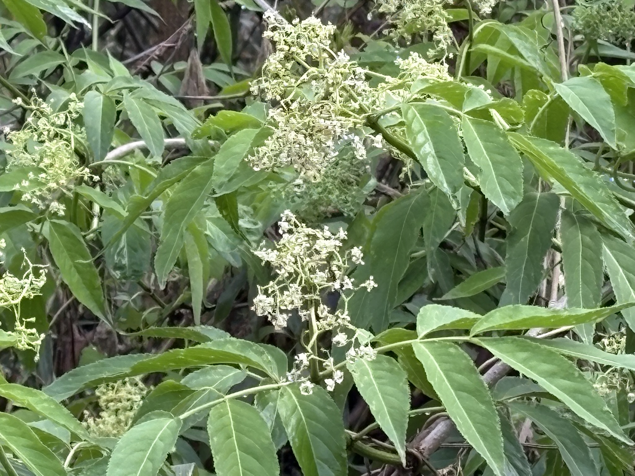 林の中で目立つニワトコの花 2026-04-05