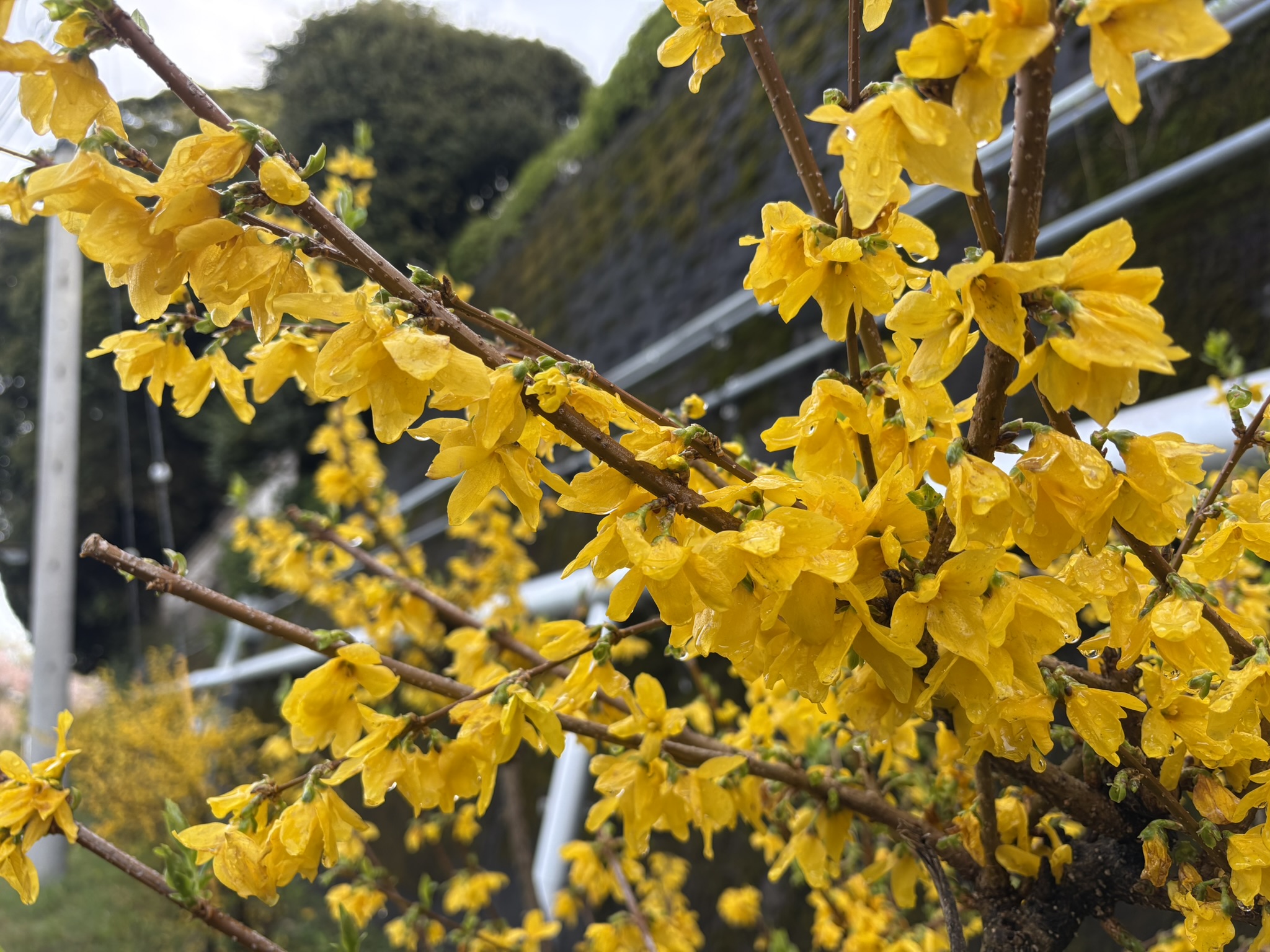 色が濃い目のレンギョウ 2026-04-05