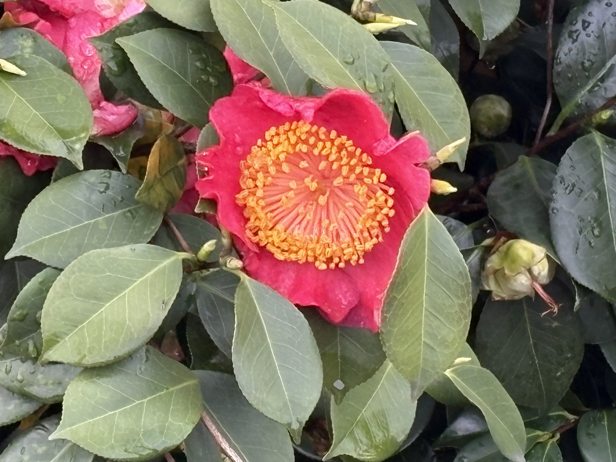 雄しべが四方に広がるツバキ 2026-04-05