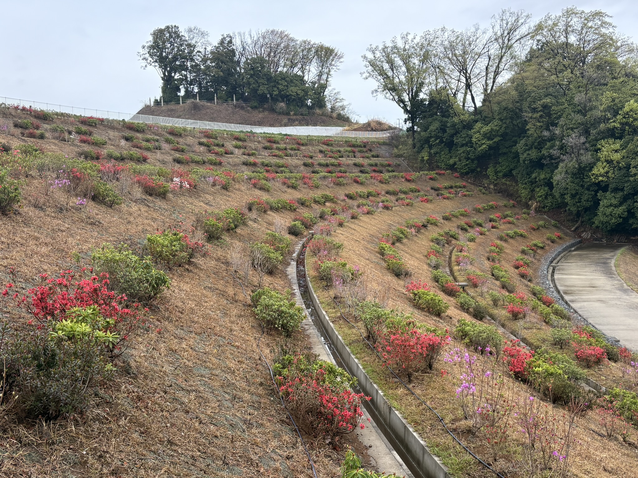 ジャイアンツタウン生まれたてのツツジの名所 2026-04-05