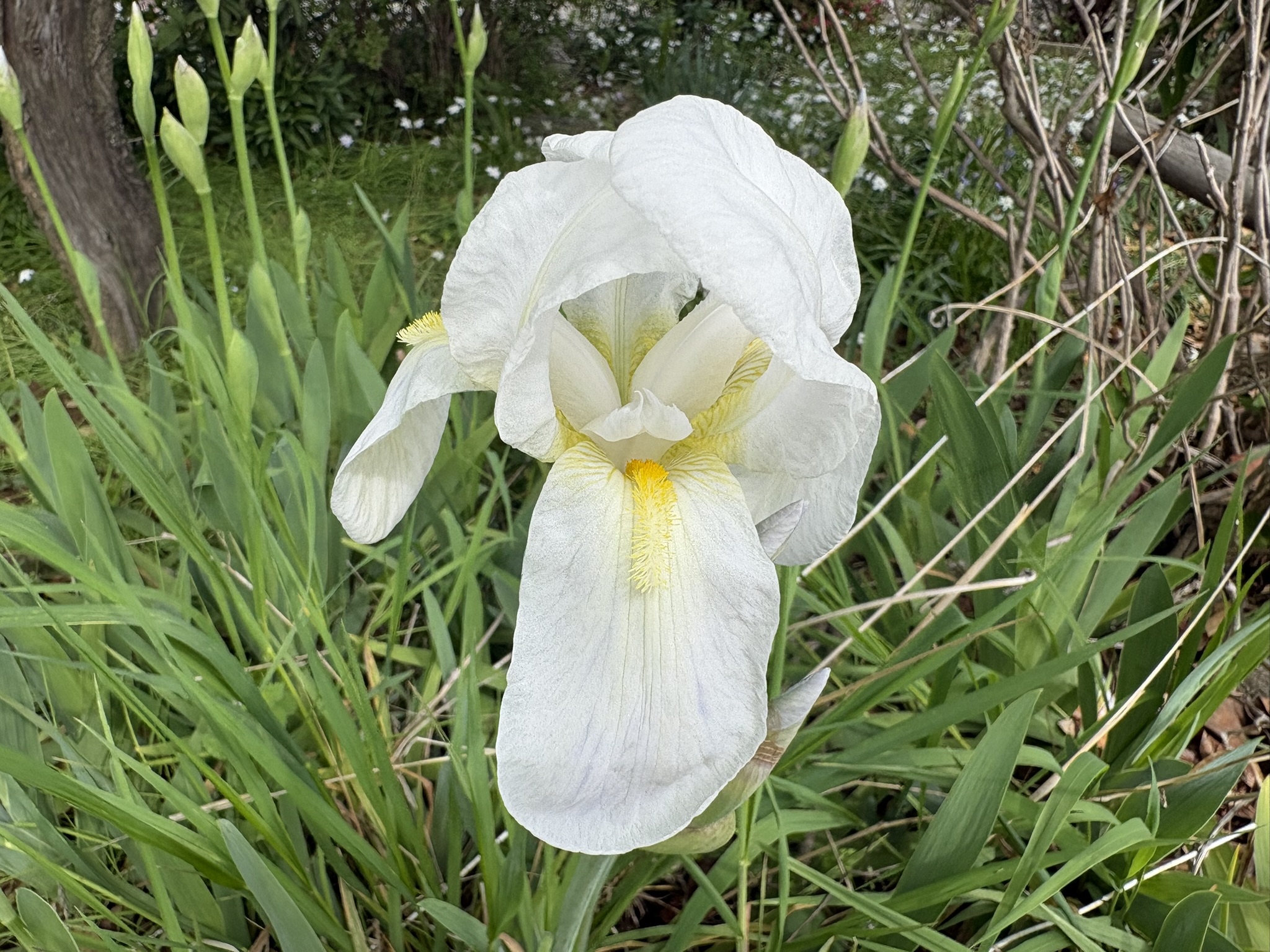 早くもジャーマンアイリス 2026-04-06