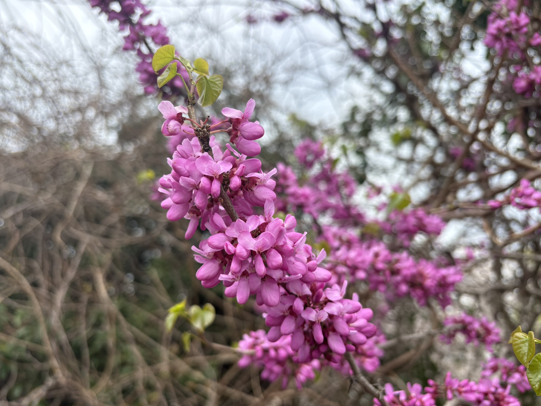 春爛漫 ボリューム感たっぷりのハナズオウ 2026-04-06