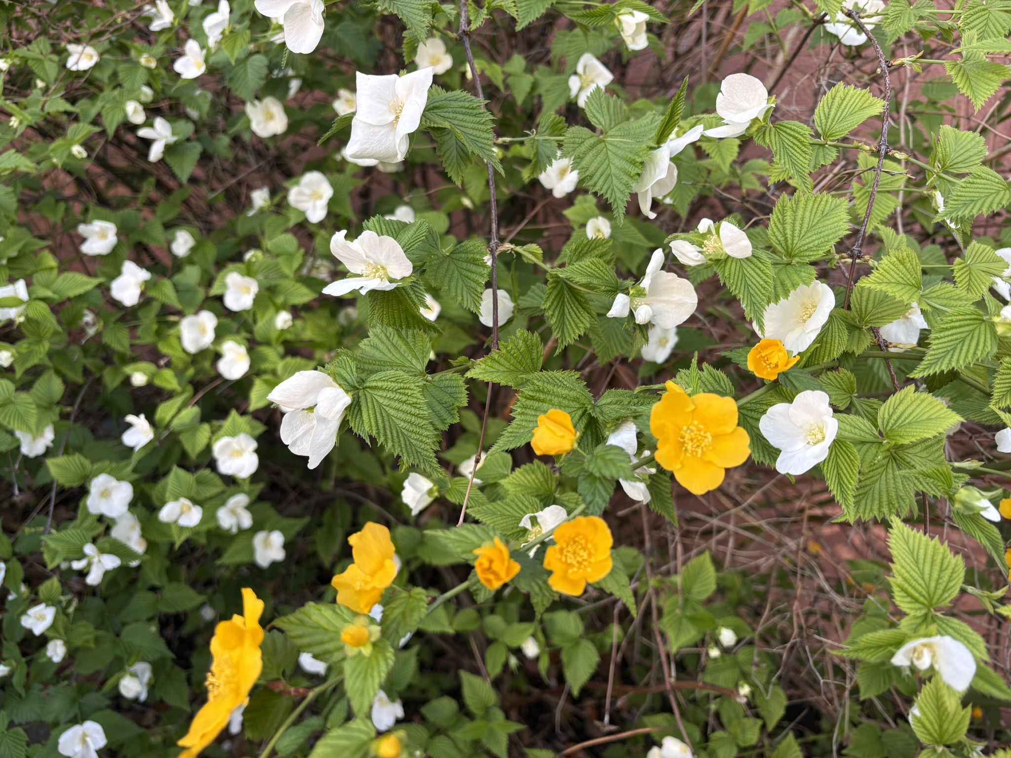 ヤマブキとシロヤマブキの共演 2026-04-06
