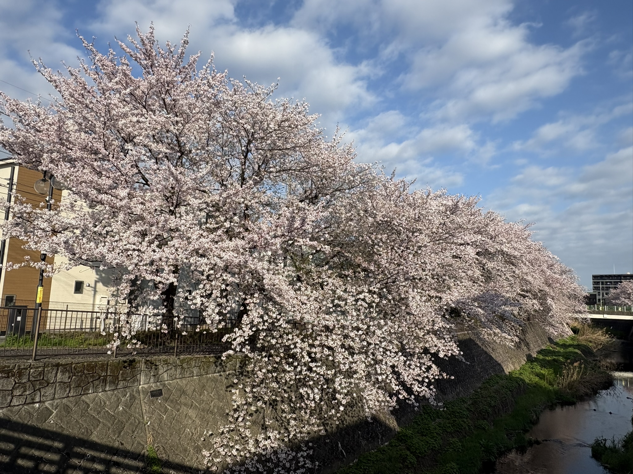 ソメイヨシノ青空の下の桜吹雪 2026-04-06