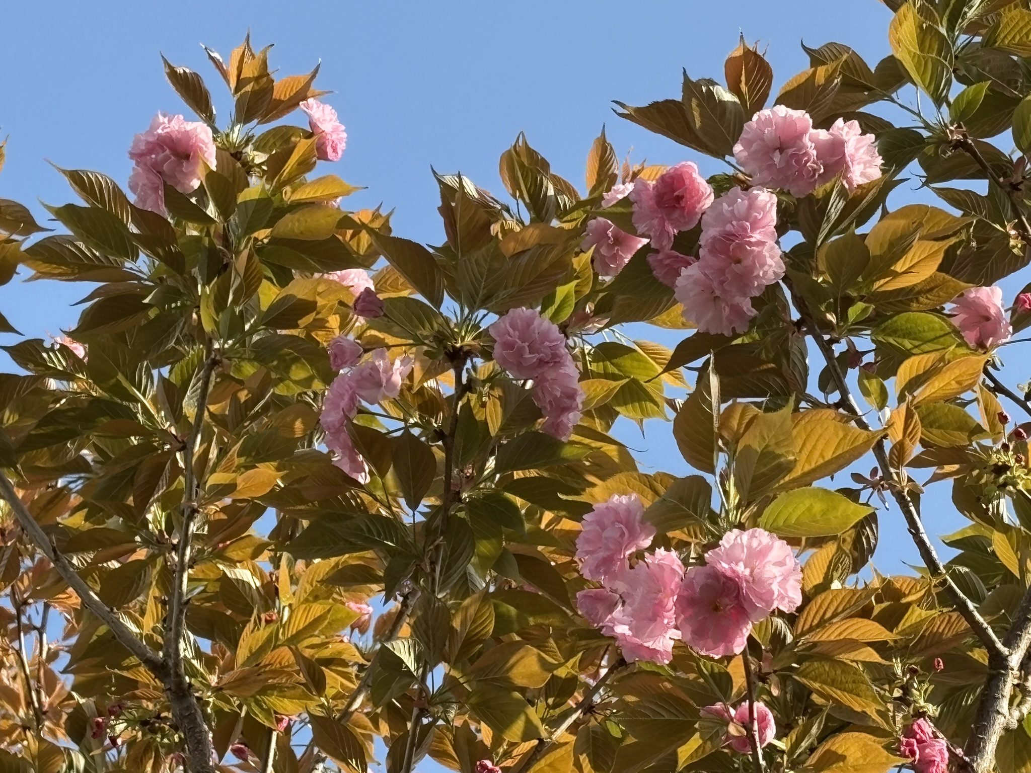 ヤエザクラの開花順調です 2026-04-06