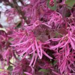 04-07benibanatokiwama