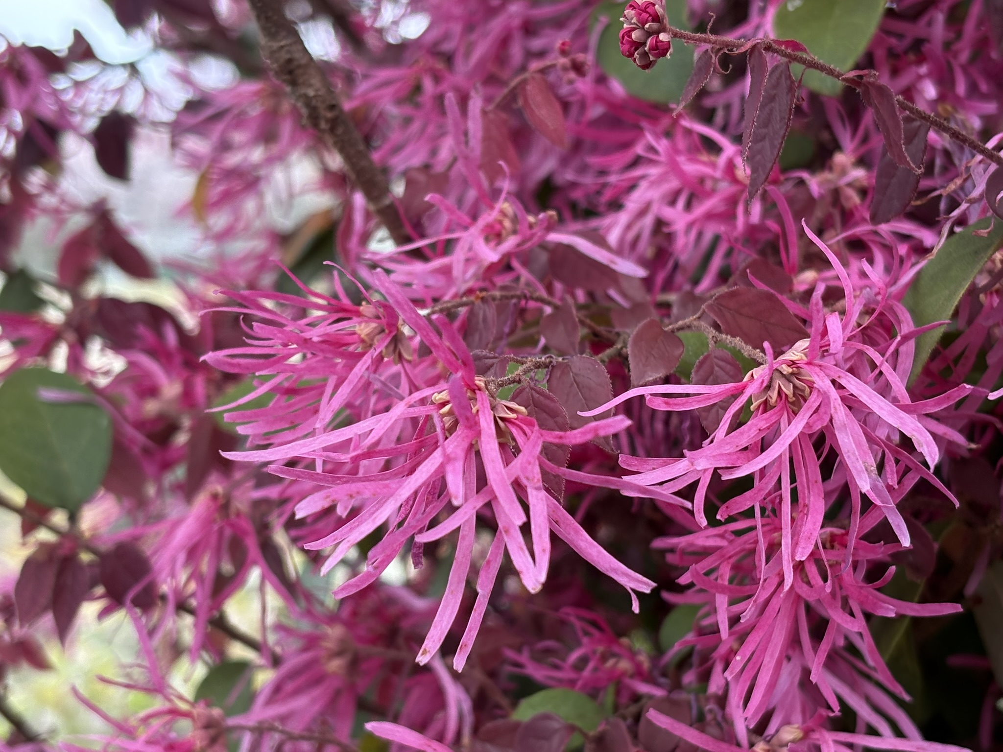 04-07benibanatokiwama