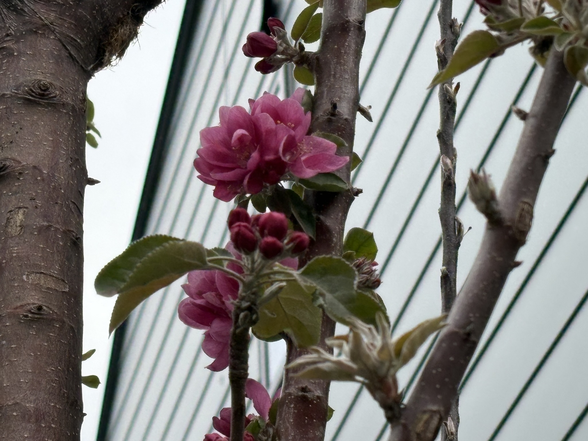 見慣れない花 リンゴの仲間クラブアップル? 2026-04-07