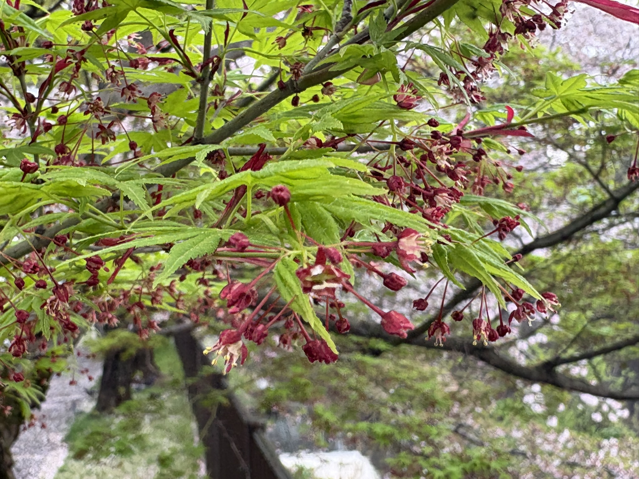 モミジの雄花と雌花 2026-04-07