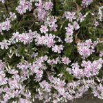 04-07sibazakura
