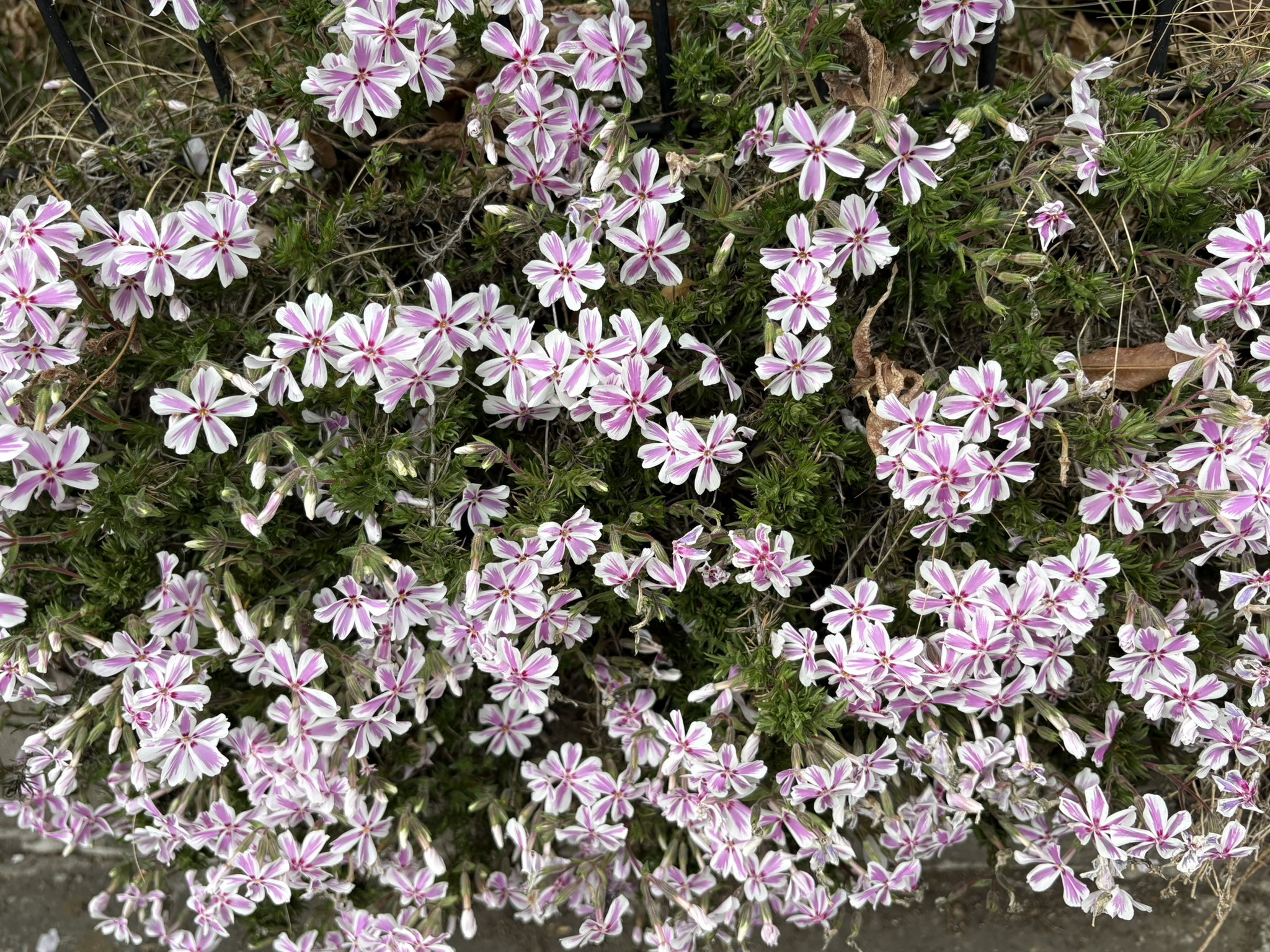 白とピンク、2色のシバザクラ 2026-04-07