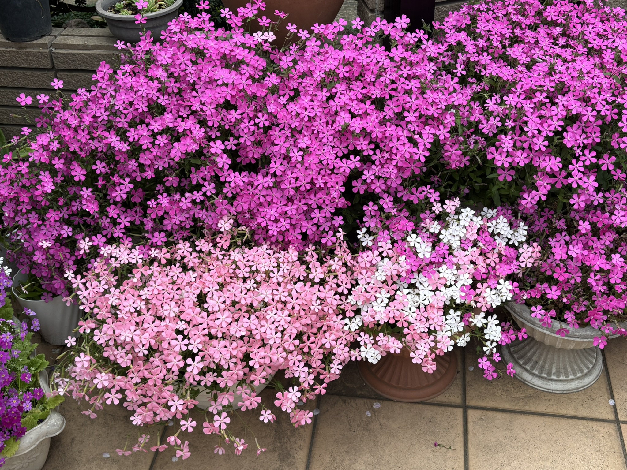 名前が覚えられないシレネ・カロリニアナ 2026-04-07