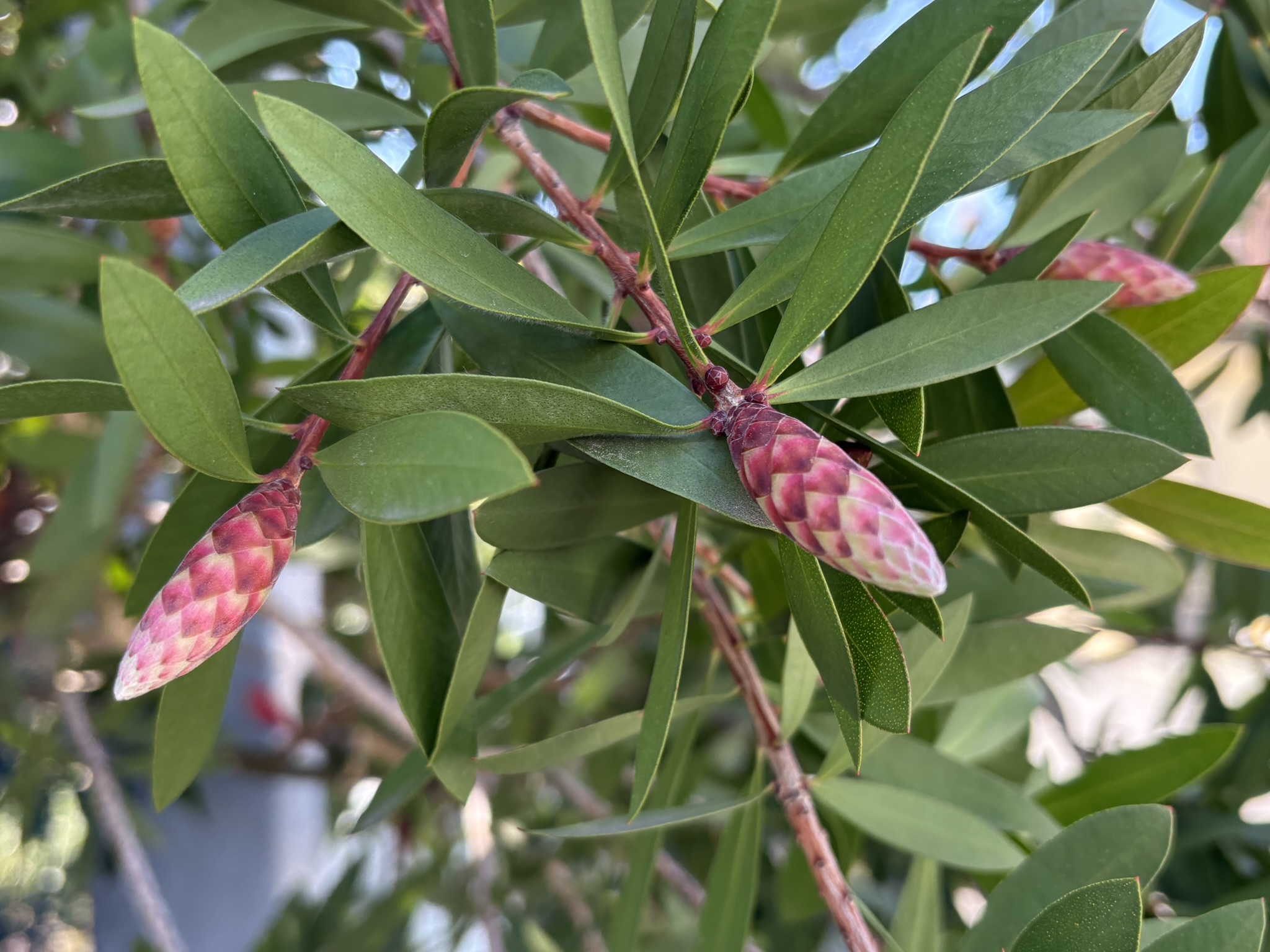 ブラシノキのつぼみ 2026-04-08