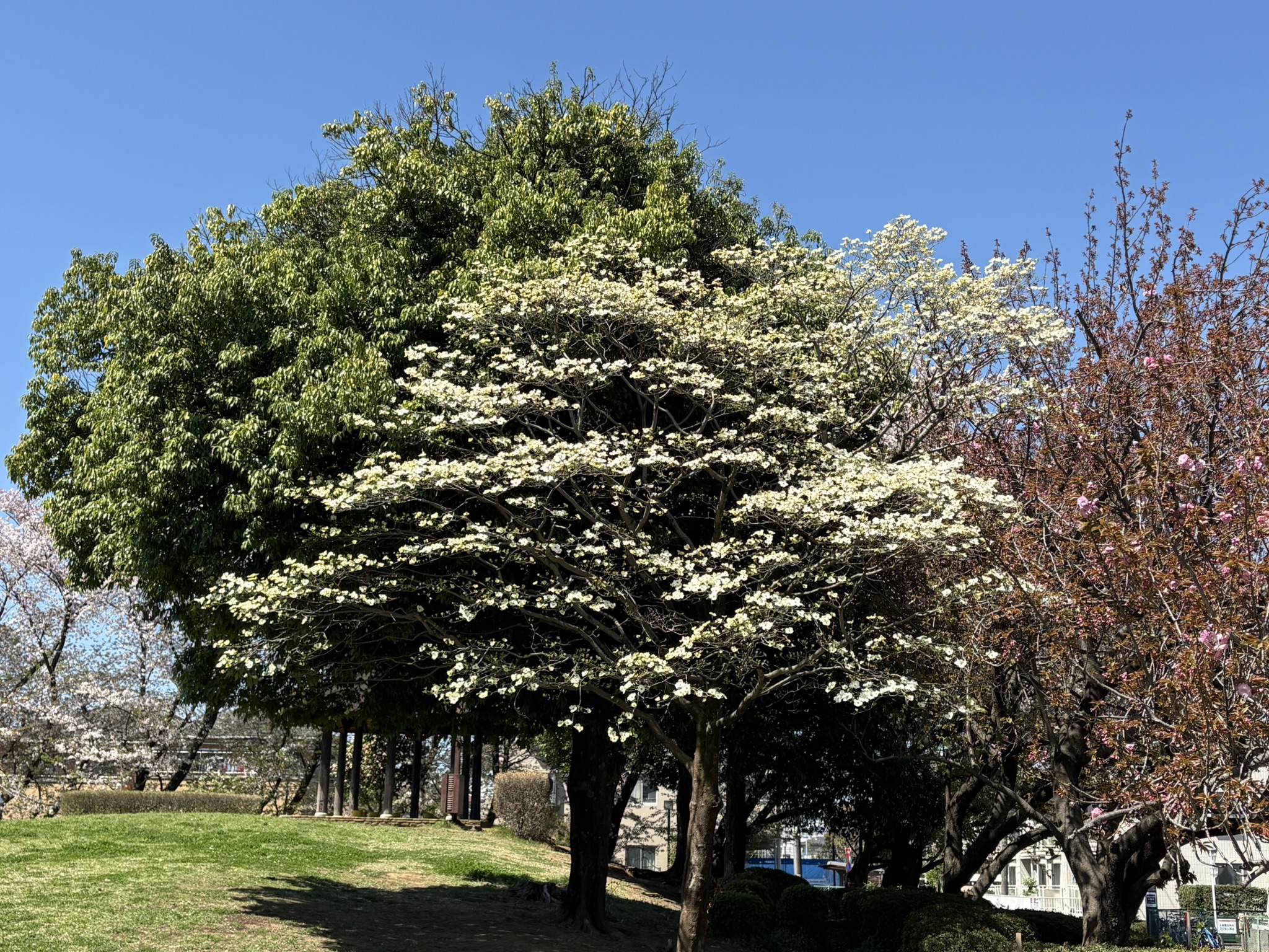 吉方公園のハナミズキ一足先に満開 2026-04-08