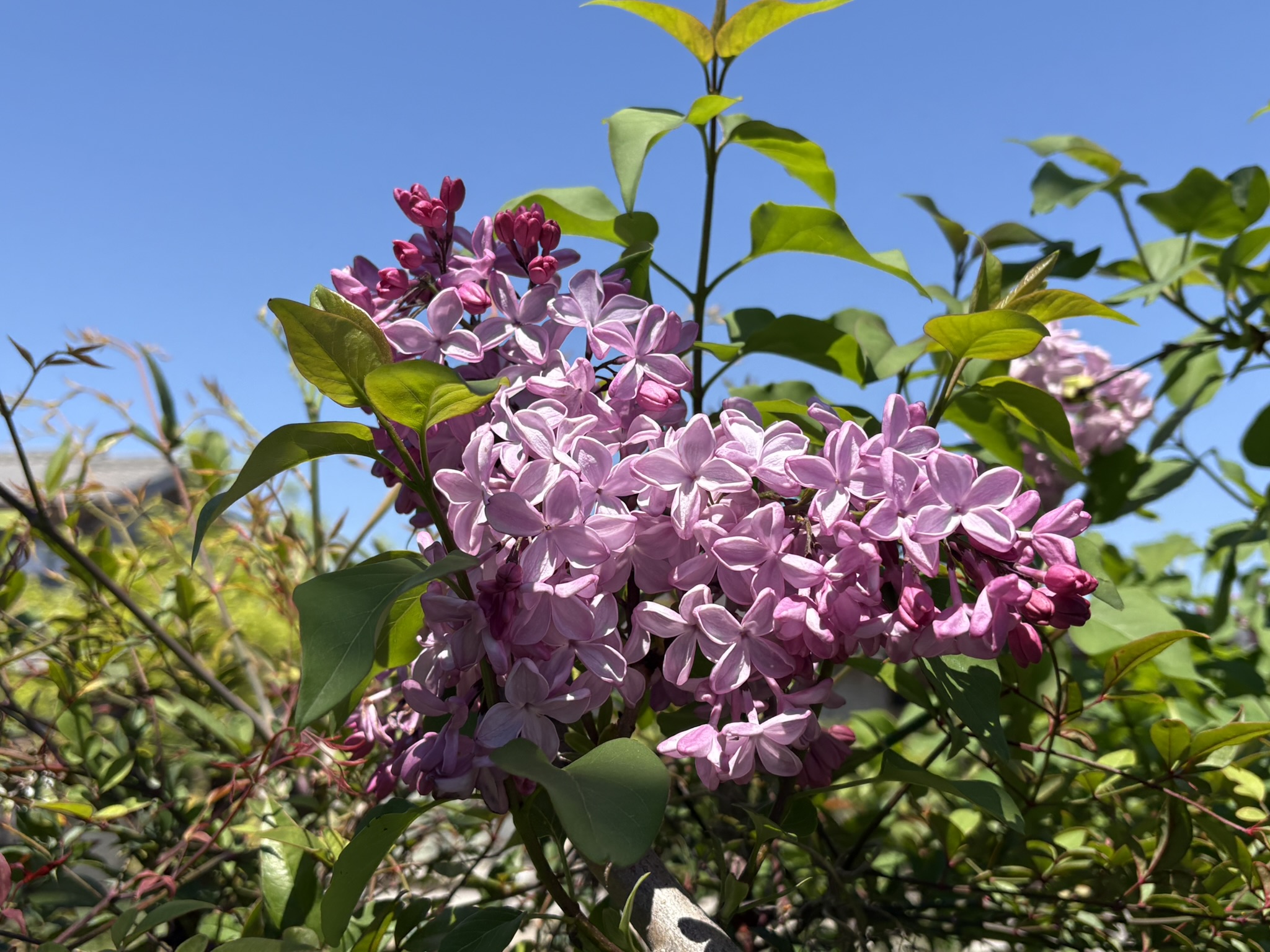 ライラック 花言葉は「青春の思い出」2026-04-08