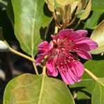 04-08shakunagemodoki