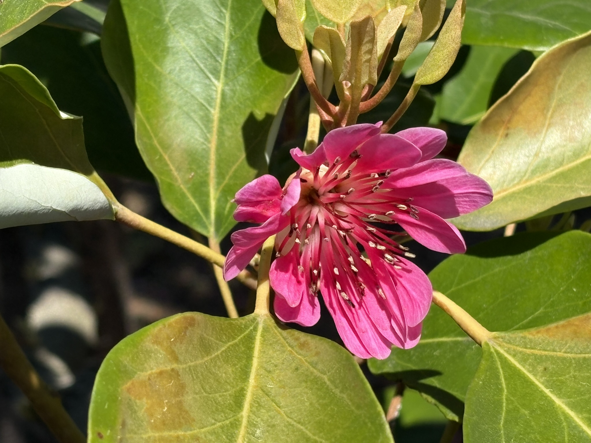 シャクナゲモドキの花 2026-04-08