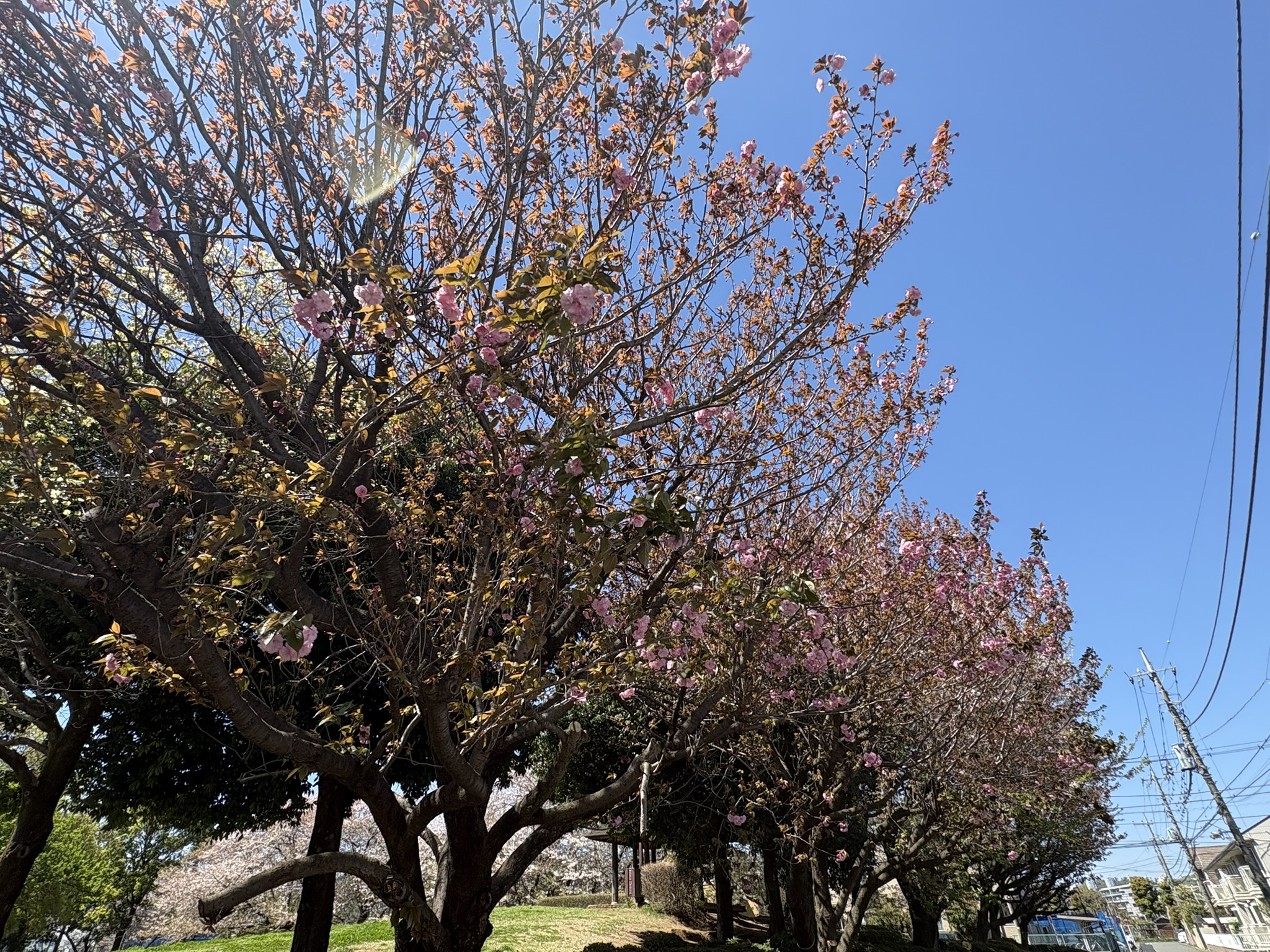 今週末が見頃？吉方公園のヤエザクラ 2026-04-08