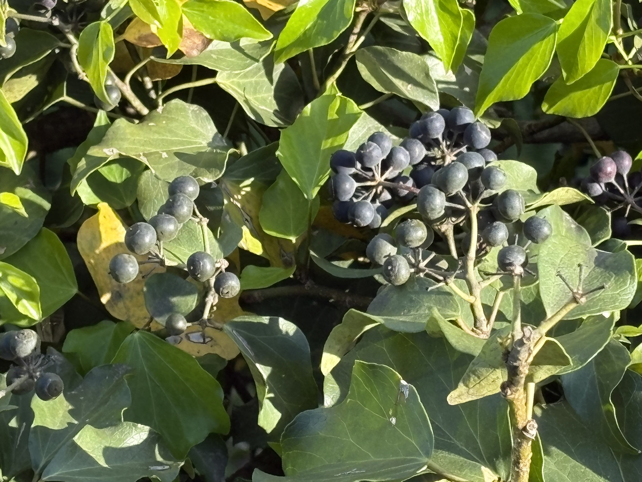 キヅタの実なかなかきれいです 2026-04-09