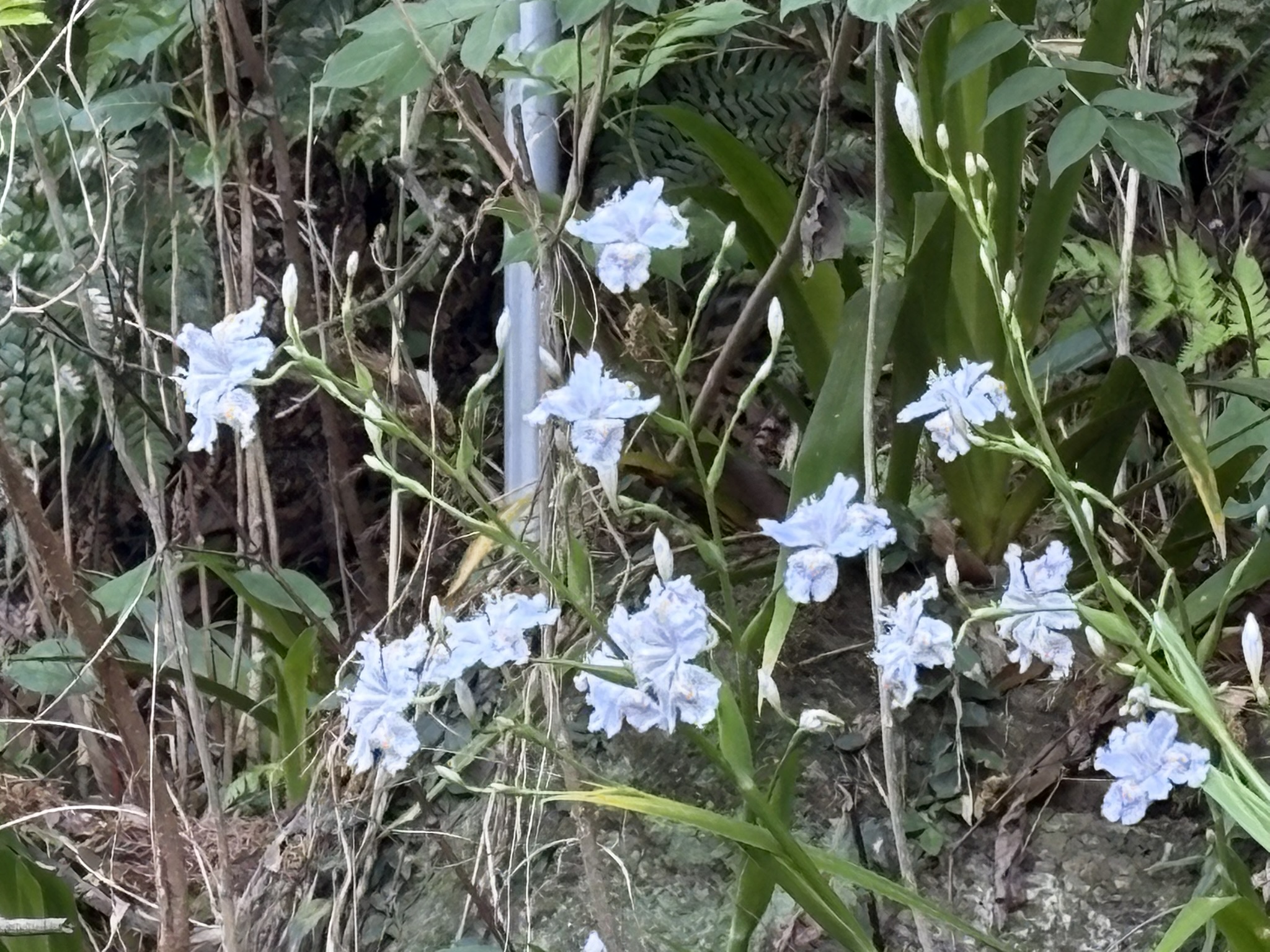 日陰にひっそり咲くシャガ 2026-04-09