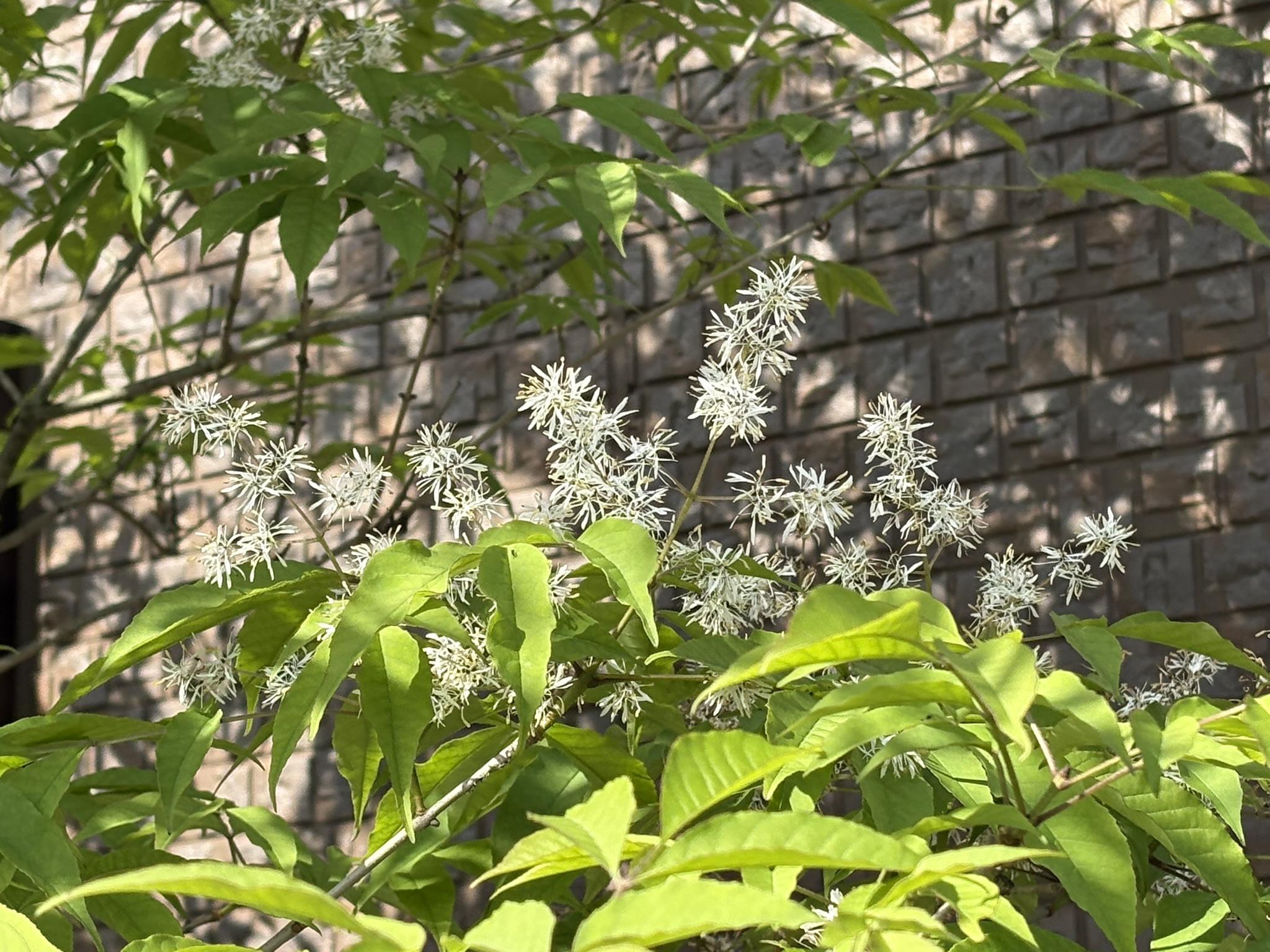 洋風の庭木に人気のアオダモ 2026-04-09