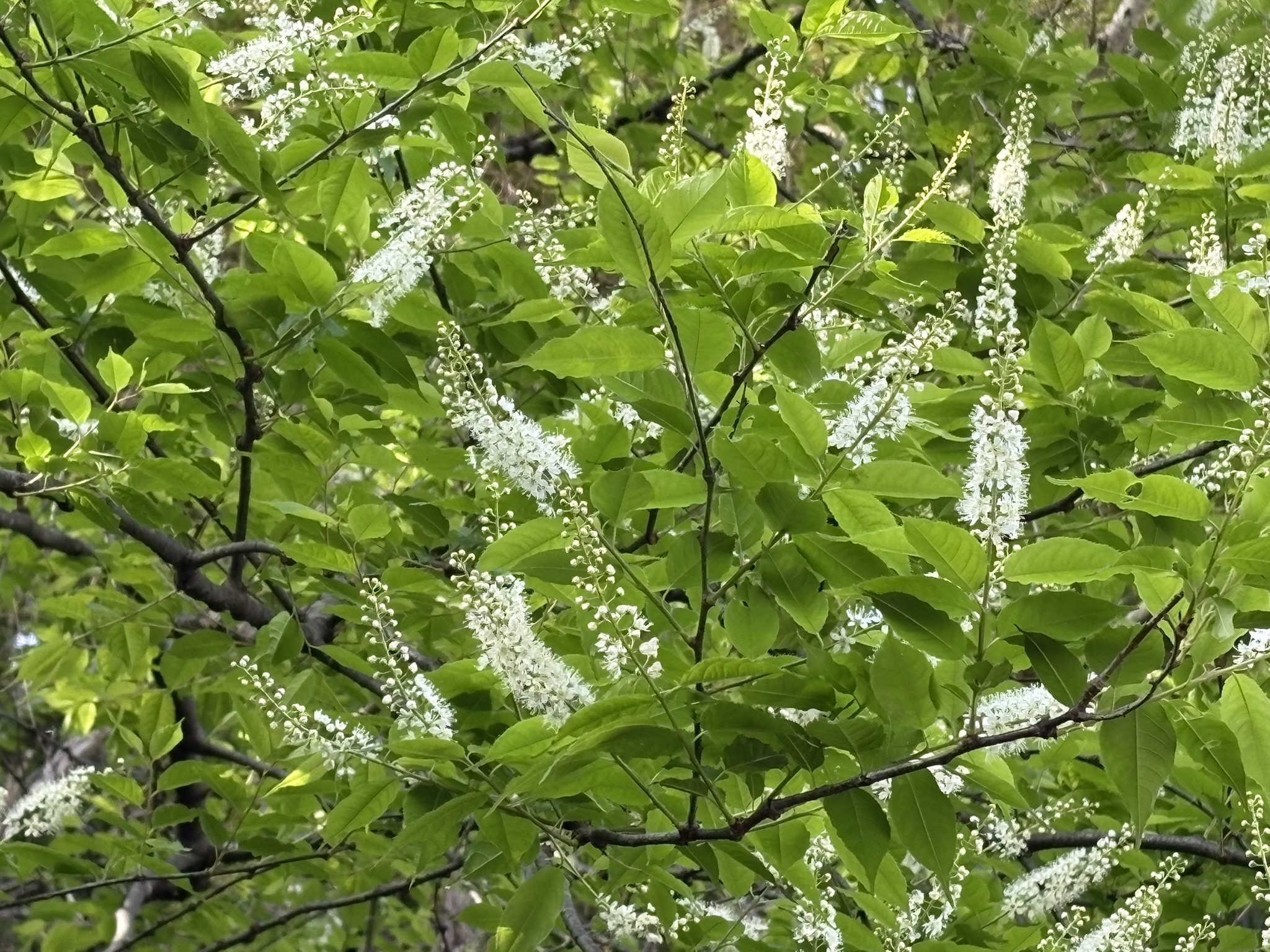 桜シーズンの掉尾を飾るウワミズザクラ 2026-04-09