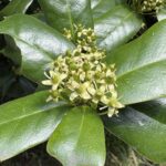 04-09ヤバネヒイラギ