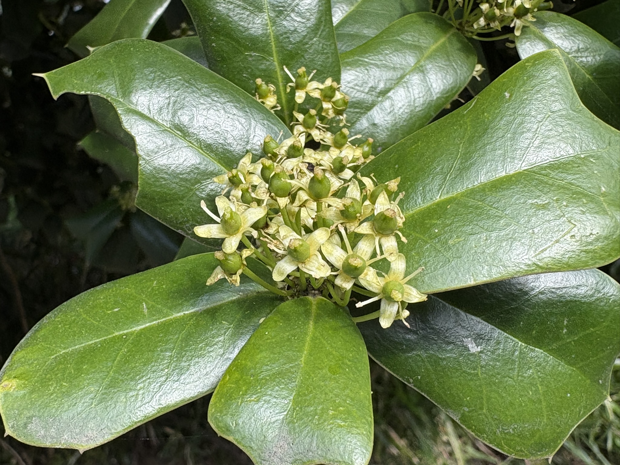 ヤバネヒイラギはモチノキ科なので春に咲く 2026-04-09