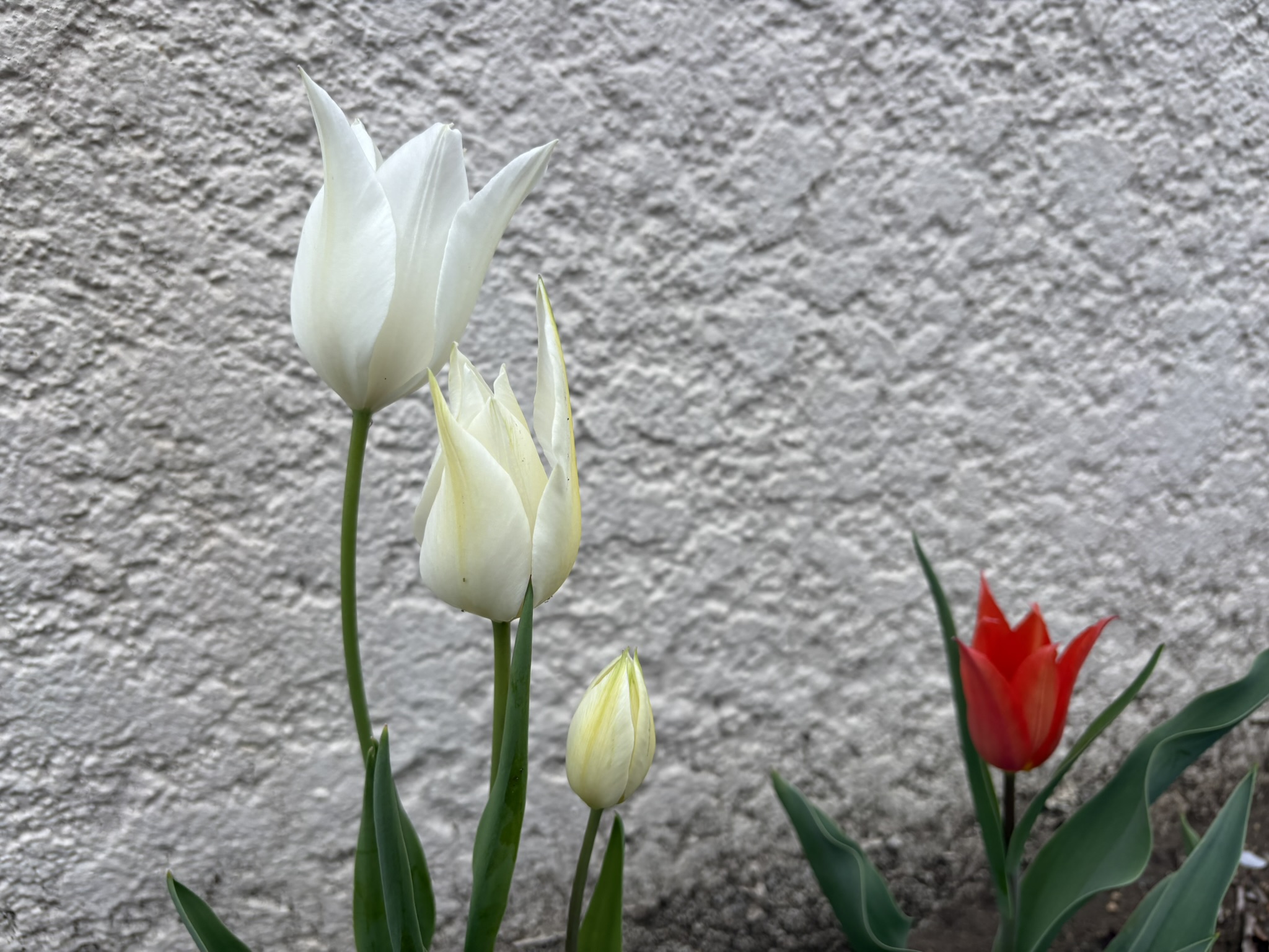 花弁が尖るユリ咲きのチューリップ 2026-04-10