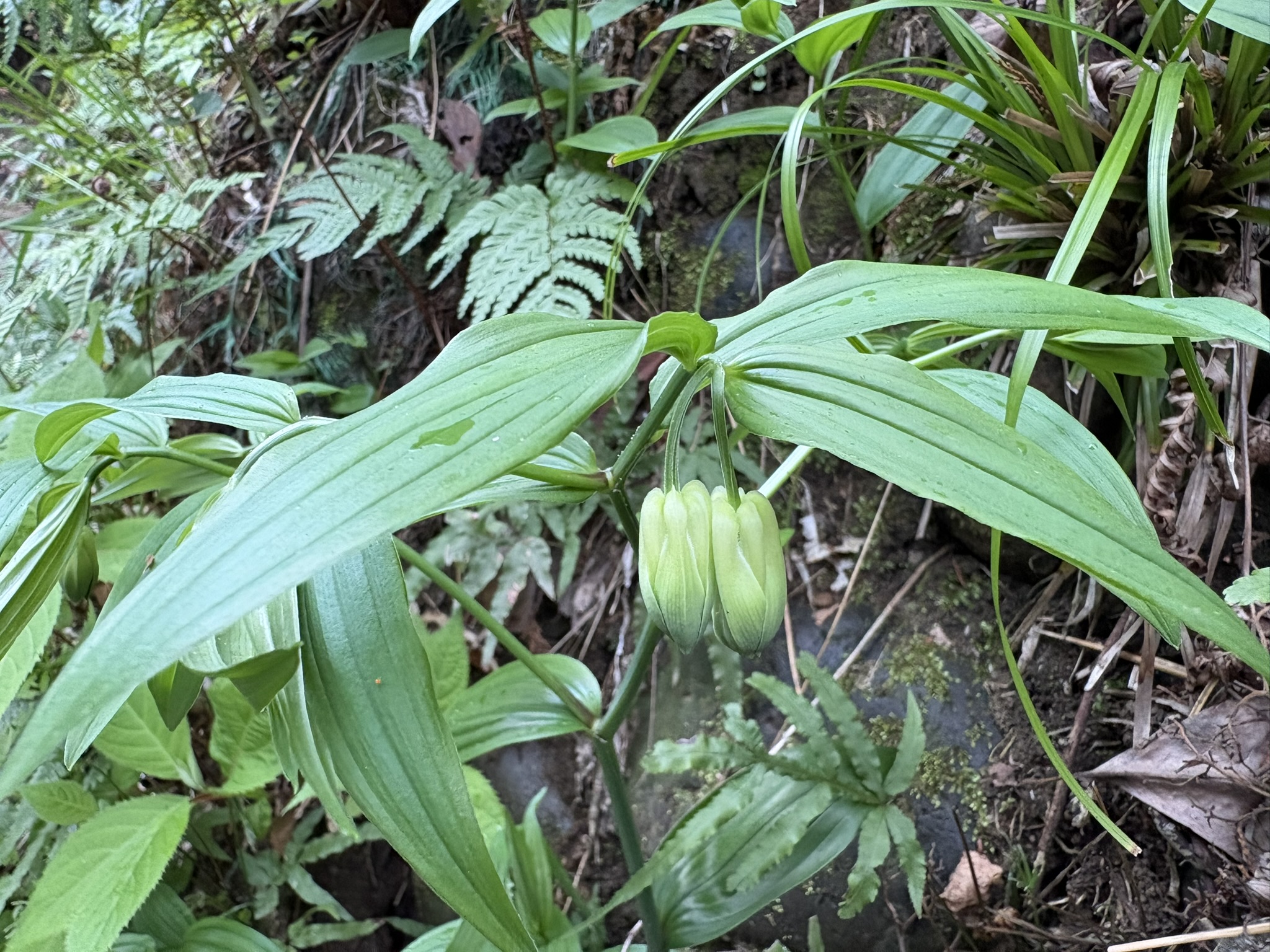 不思議な造形美ホウチャクソウ 2026-04-10