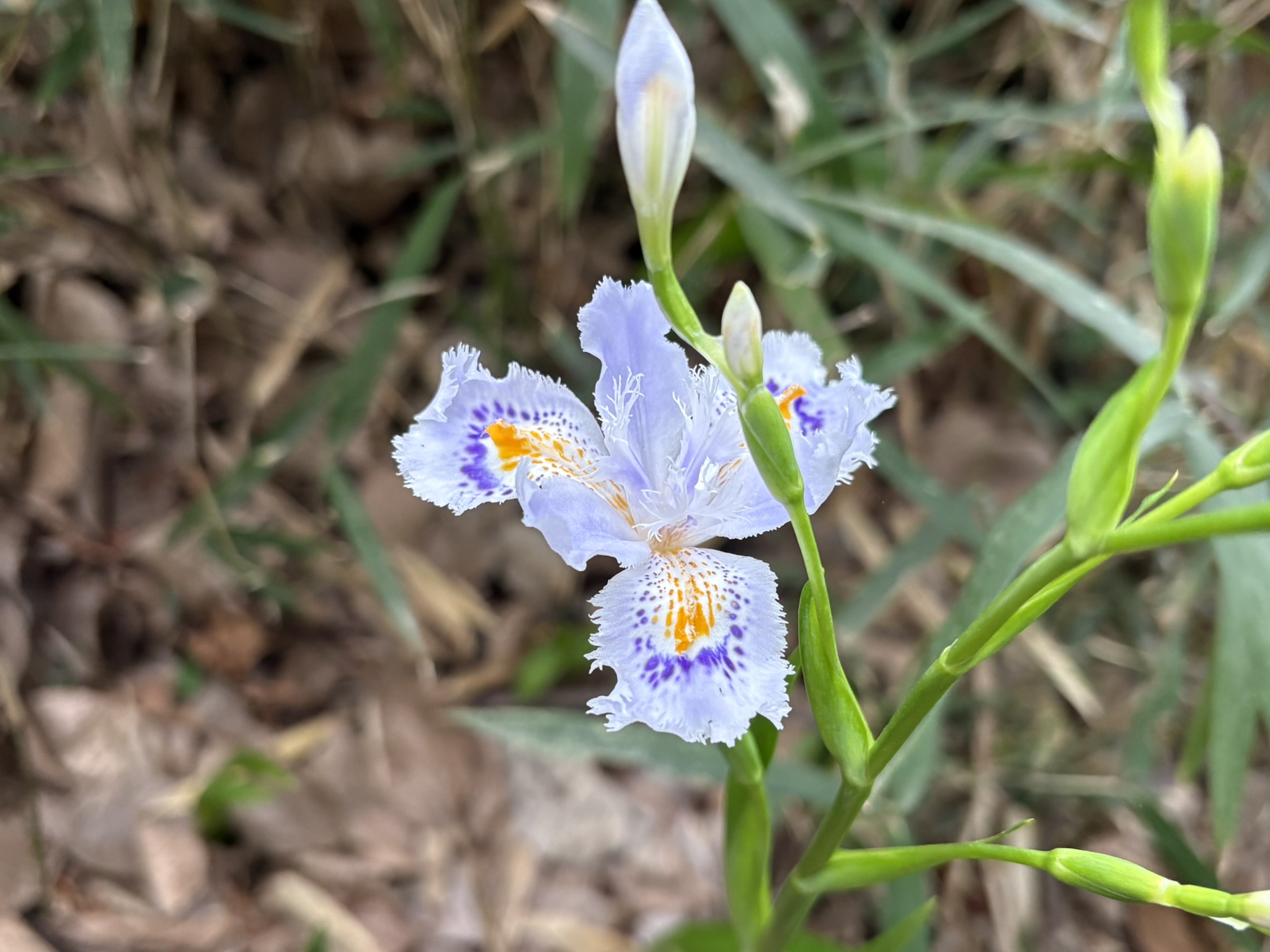 独特の透明感シャガ 2026-04-10