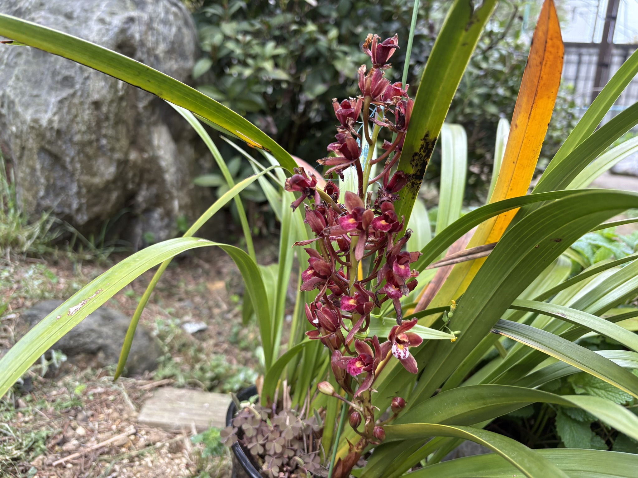 女王蜂をおびき寄せるシンビジウムの匂い 2026-04-10