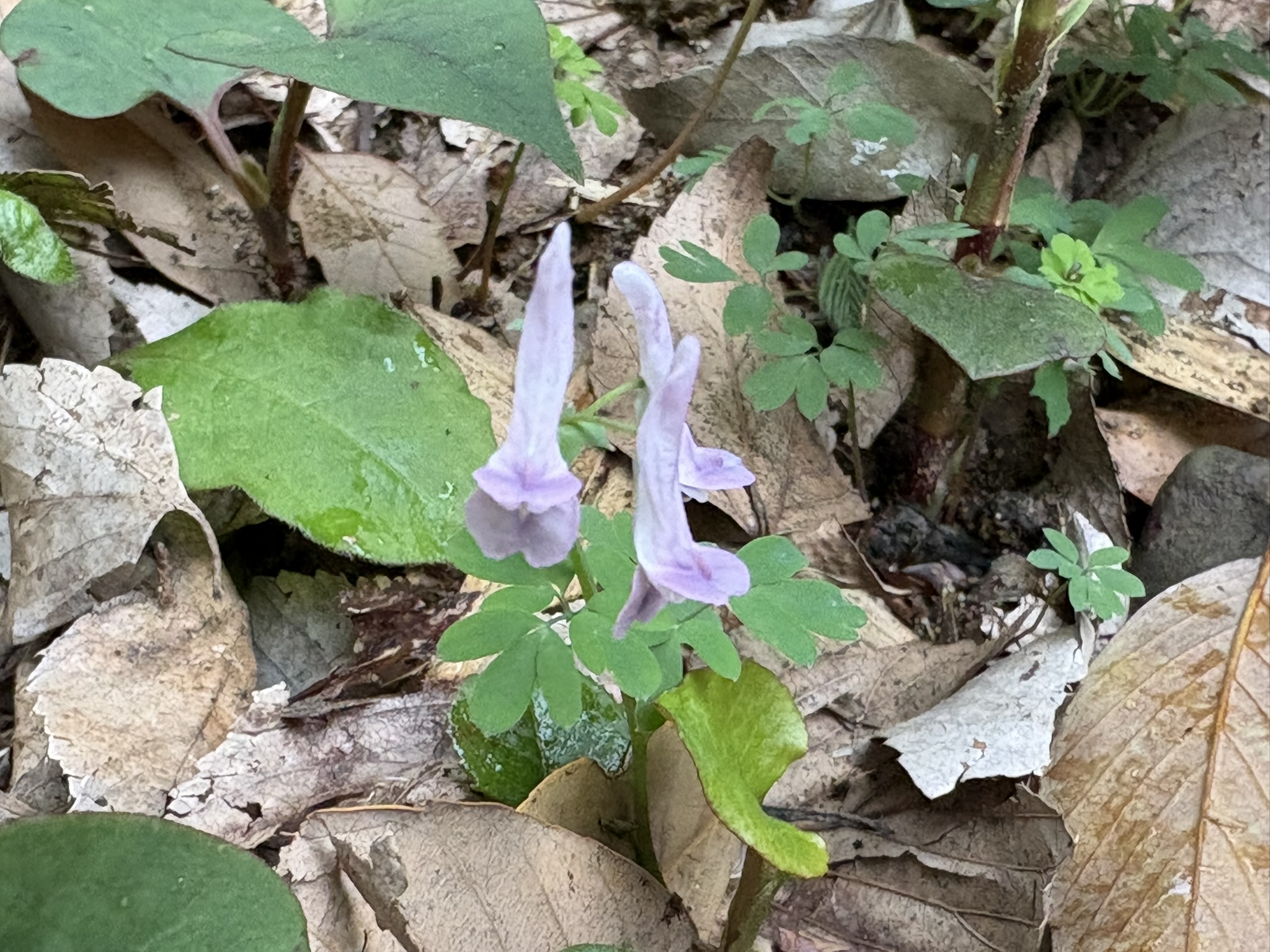 春の妖精 ヤマエンゴサク 2026-04-10