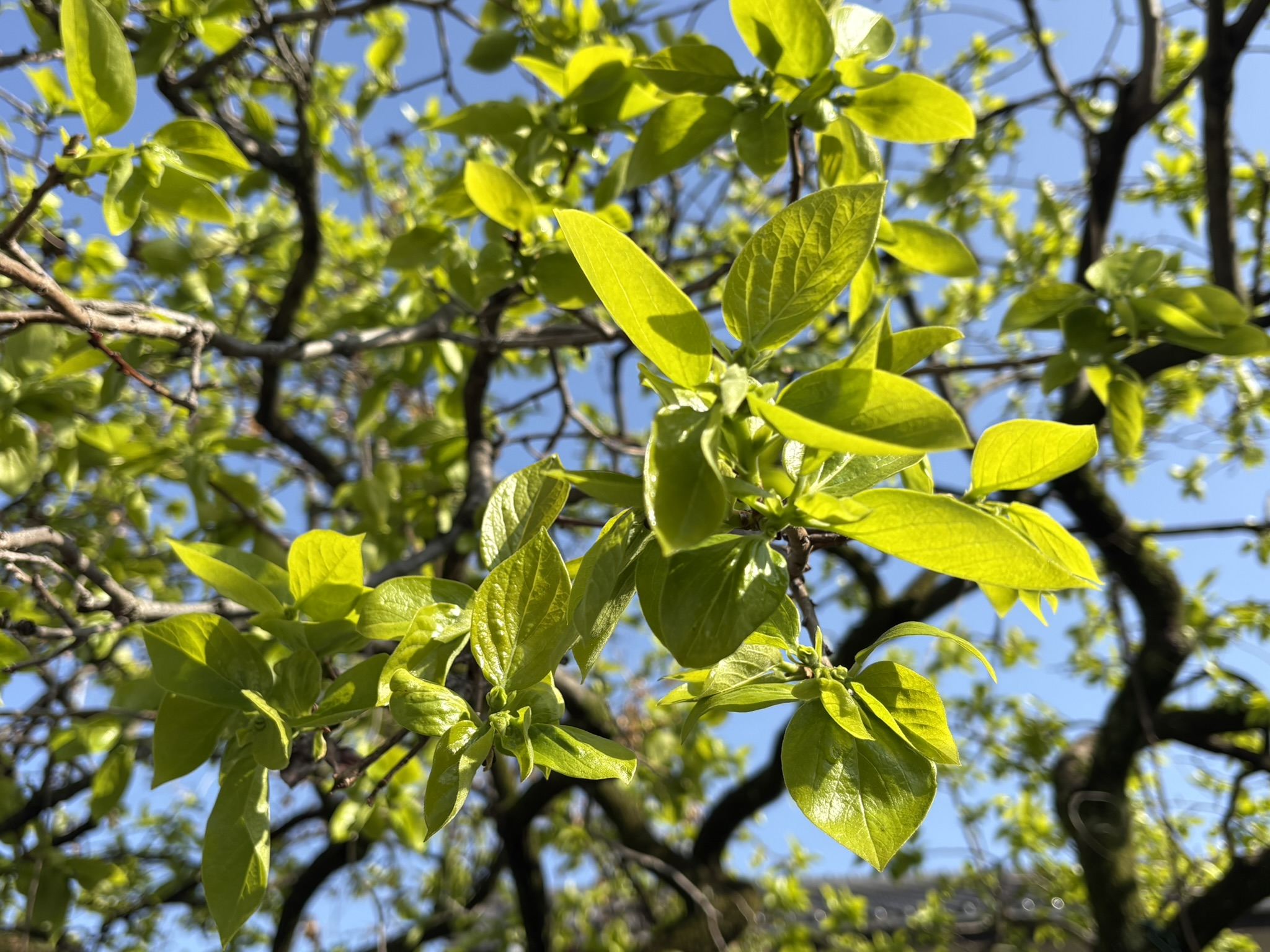 カキの新緑 2026-04-11