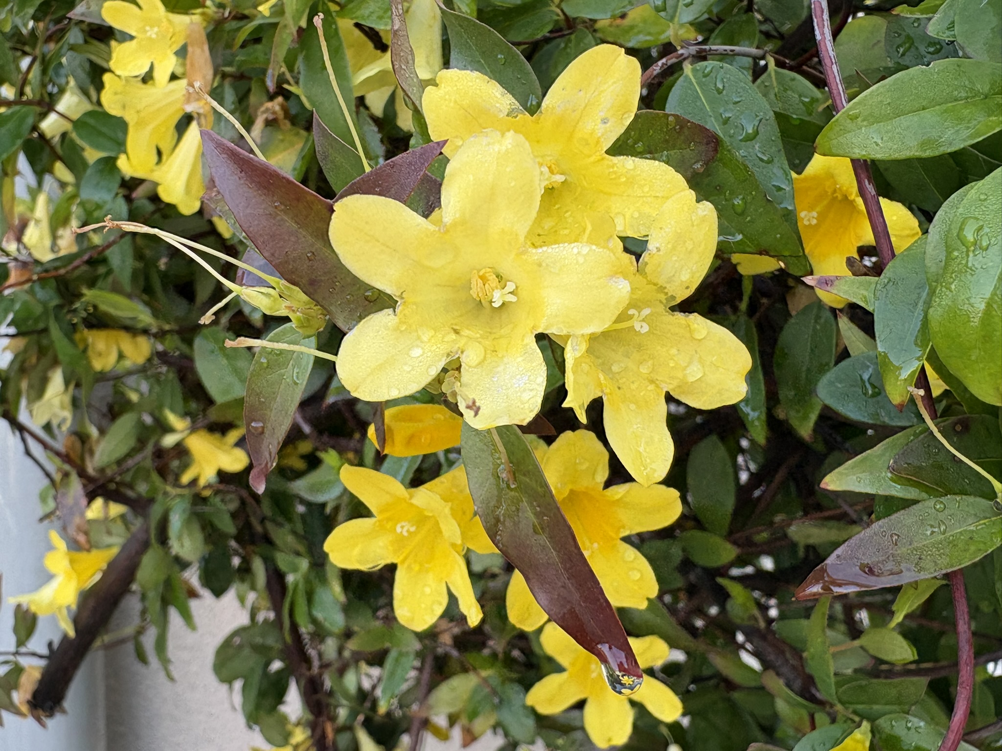 04-11kyarorainjasumin