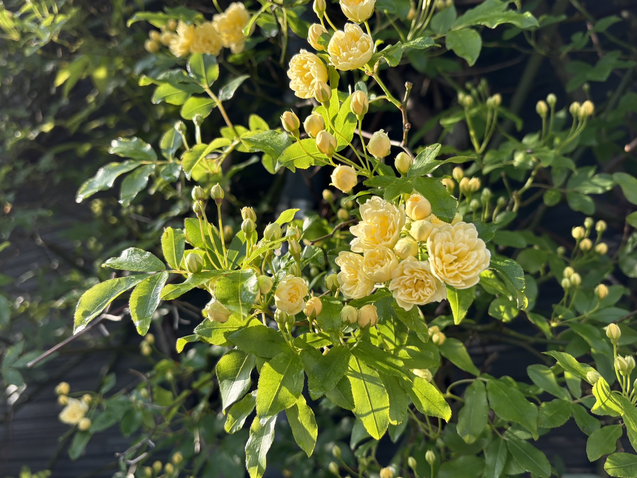 モッコウバラは棘がないバラ 2026-04-11