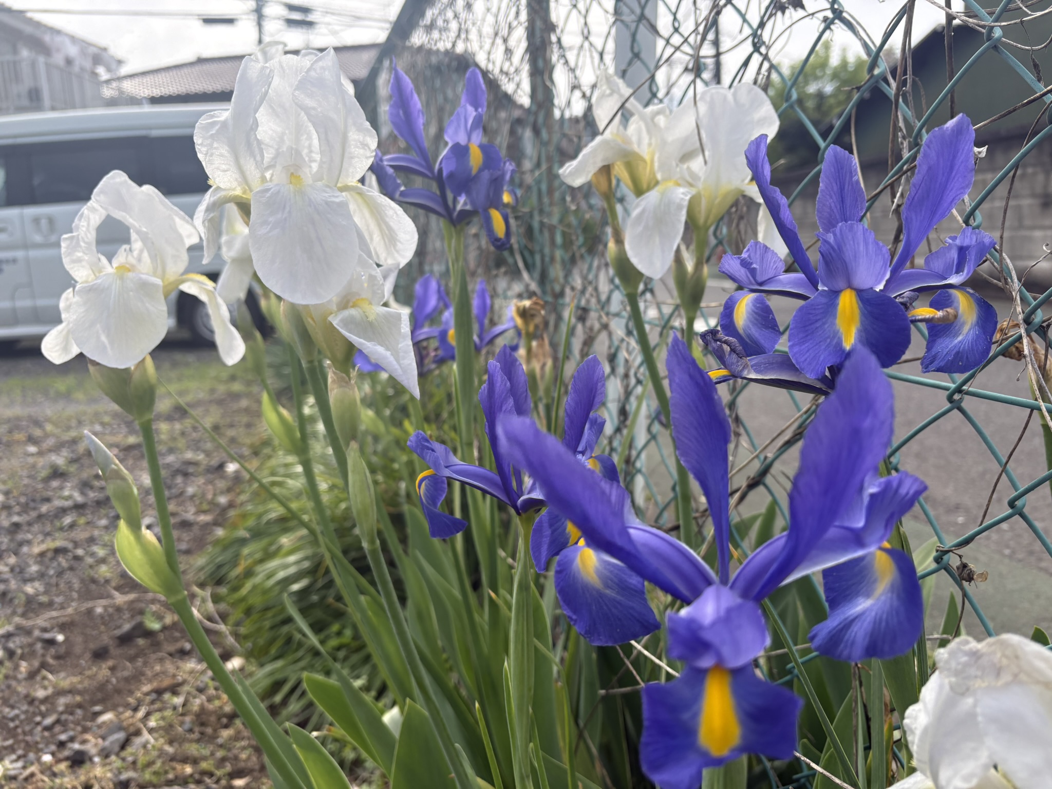 ドイツとオランダ アヤメの国際交流 2026-04-12